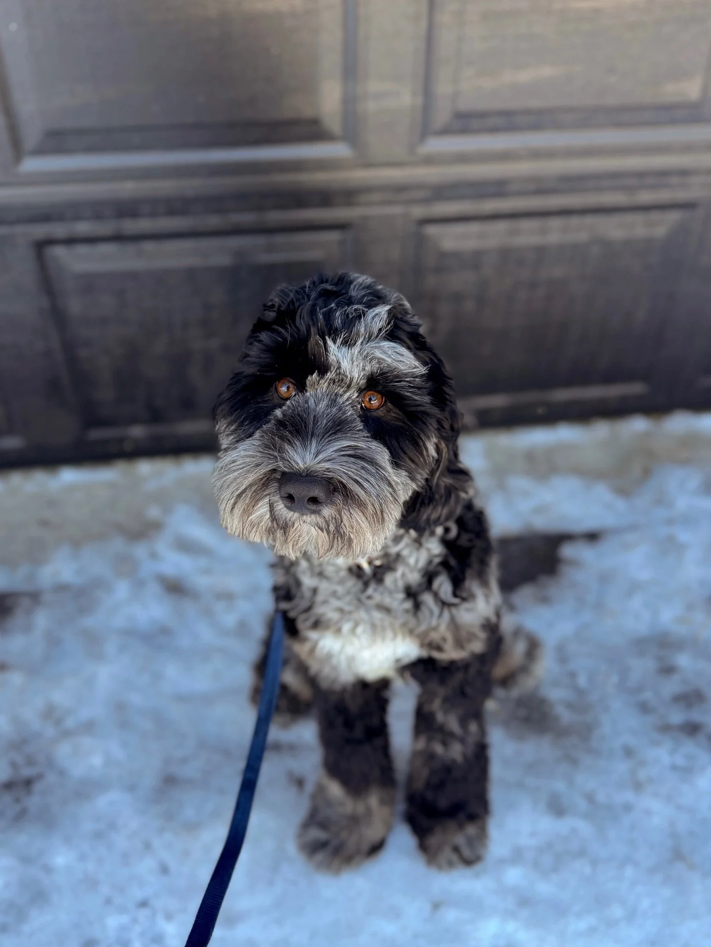 ⚡️Newbies starting out with their Board &amp; Train programs this week ! ⚡️

MAX- 6 month old Australian labradoodle 

BELLA - 5 month old Doodle mix