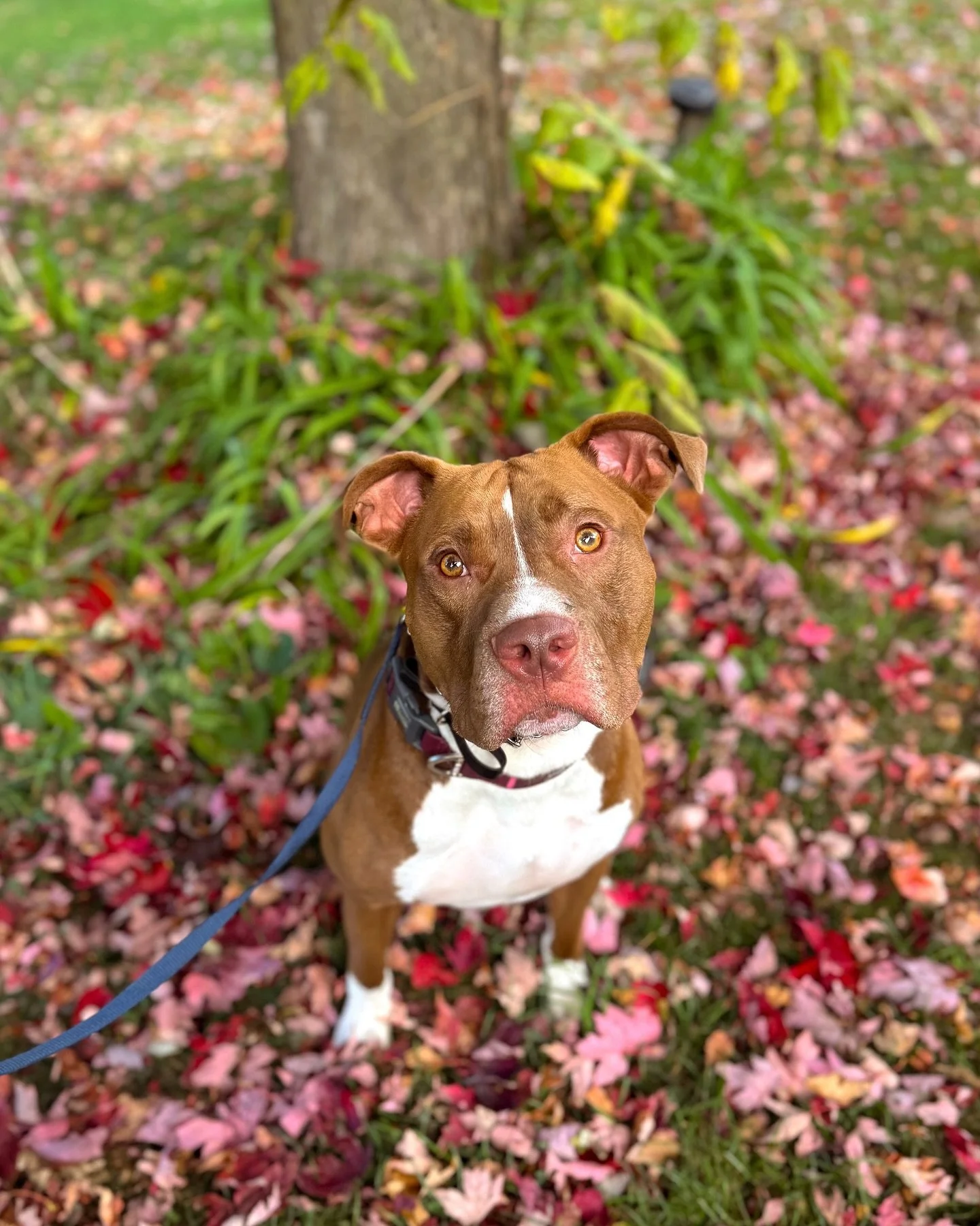 ⚡️⚡️We are back this week with some new members joining the pack⚡️⚡️

KASZ 2 year old pit bull who is here for his Rehab and obedience program, overall state of mind with this guy is always 100/100 so this the first thing we are working on with him b