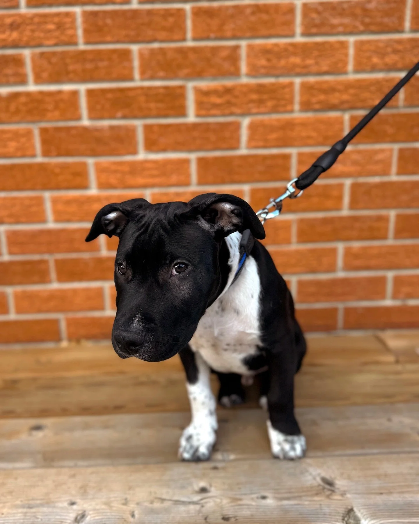 ⚡️3 Newbies starting out this week⚡️👊🏽

ENZO , a 3 month old bully puppy who is doing a 5 day puppy program with us BEFORE his board and train, this gives us an idea and some prep work to start off with him for when he comes back!

HERCULES  4 1/2 