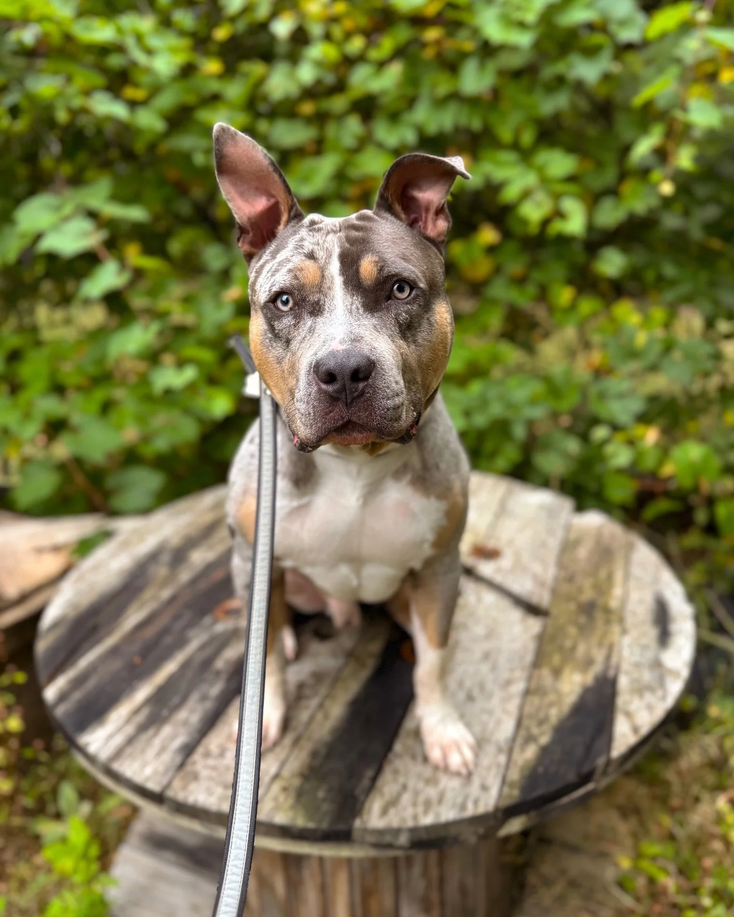 New Members starting this week! 

ATLAS - 1 -1/2 year old American Bully joining our program this week 

MEEKO - 5 year Husky joining our board and train program this week