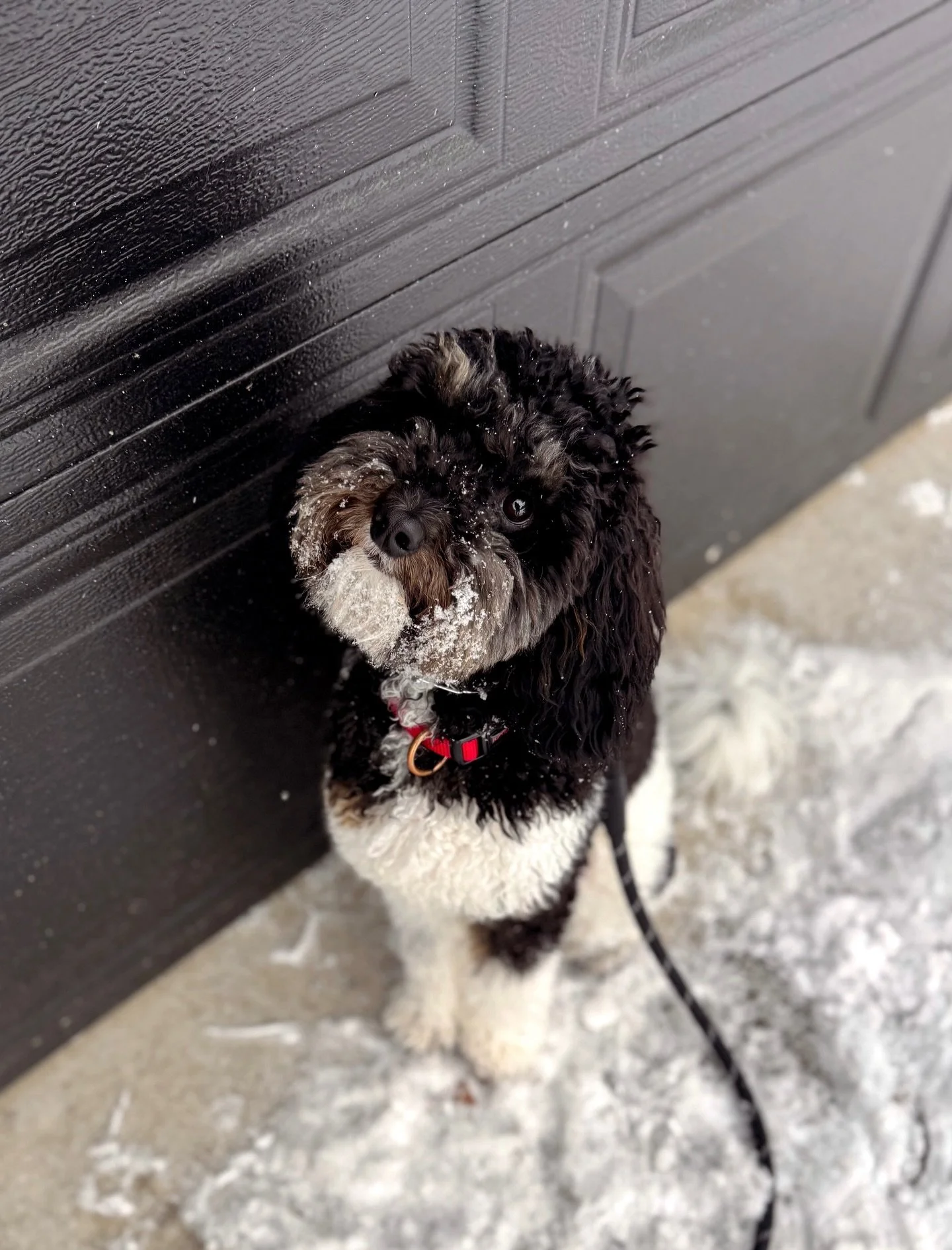 ⚡️⚡️BIGGIE Smalls in the house 😅 
9 month old Moyen poodle , BIGGIE is ready to start his program and transformation with us! 
Stay tuned for his updates and progress ⚡️⚡️