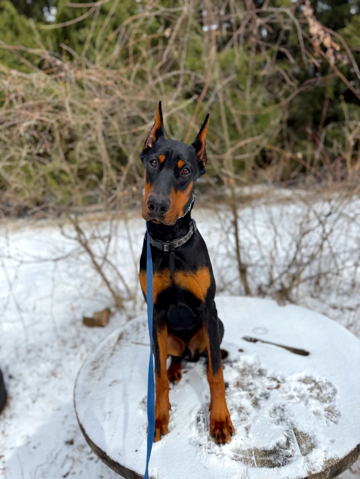 8 month old SHERU starting his program with us this week, pretty good foundations so far. Excited to build on the training with him!