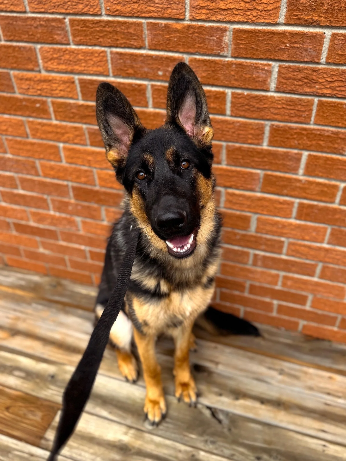 MARS checking in for his program, he came in hyped and r weary! ( Wish I had taken more video on drop off) but you get the point. He&rsquo;s a ball of energy with no chill and loves to be snippy and use and his mouth a lot. Sensitive to touch around 