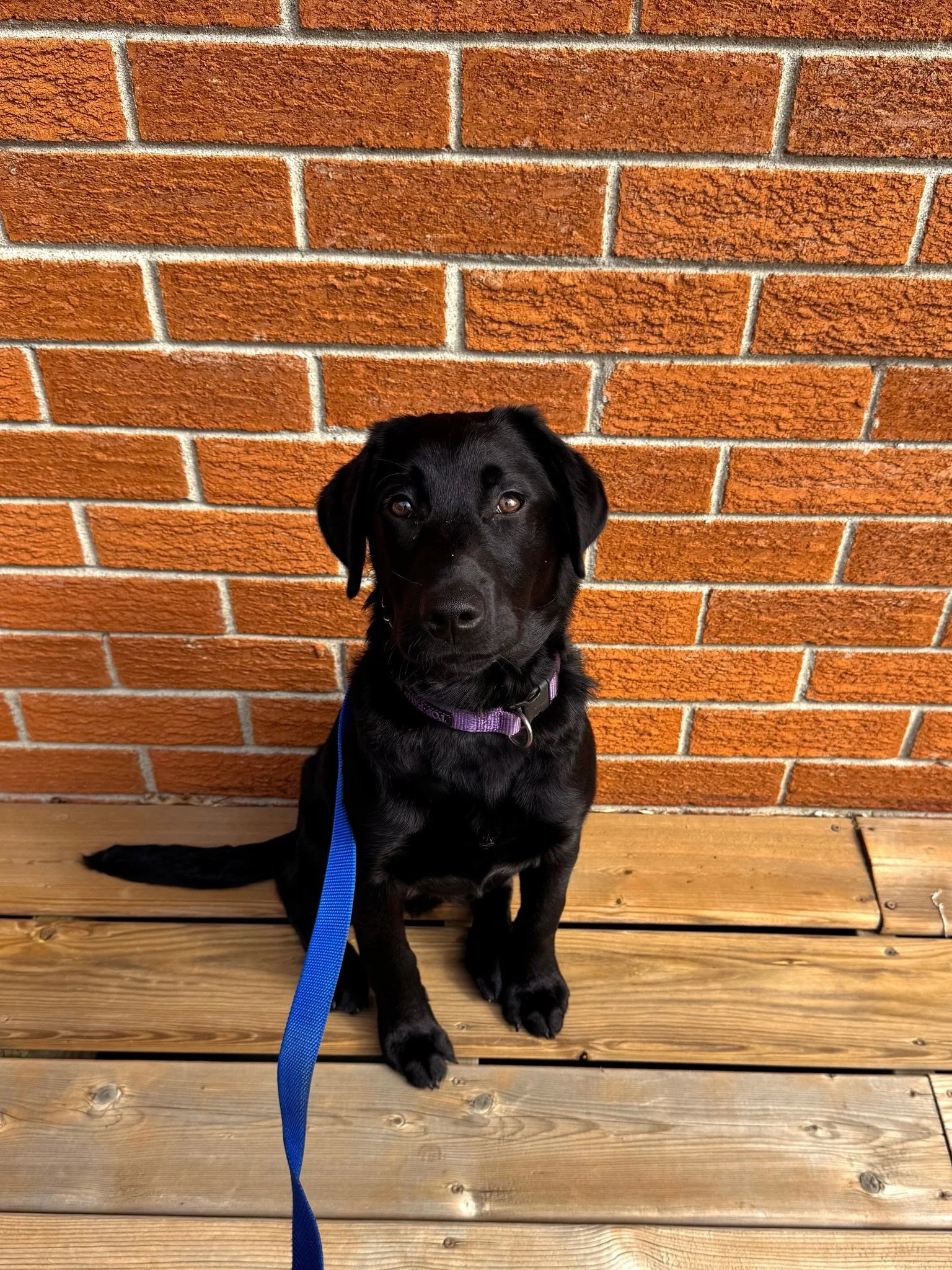 4 month old Black lab LILAC is starting her program with us this week!
She came in super nervous, all over the place, pulling on leash, and no handler awareness at all. Lots to work on with this gal!