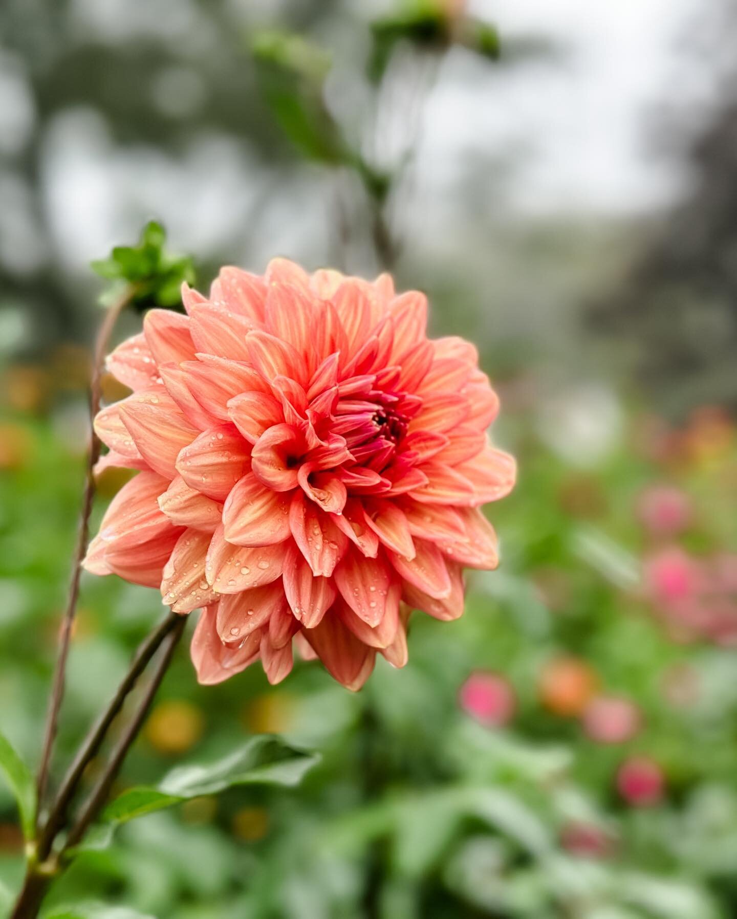 Foggy, dewy September morning amongst the dahlias. A welcome reprieve from the scorching heat lately! 🥵