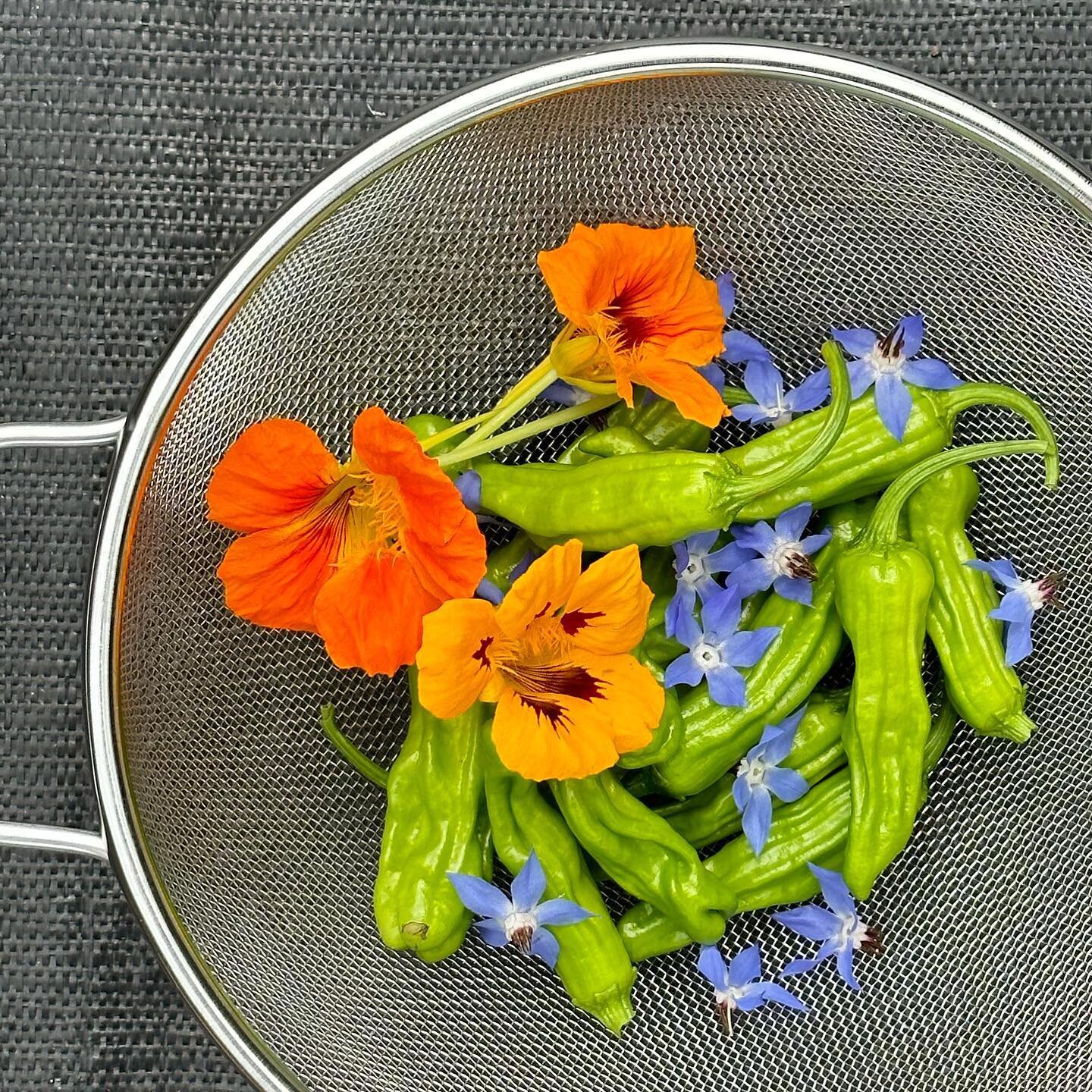 A little lunchtime harvest from the garden of shishito peppers and edible flowers. 🥰

I grow nasturtium and borage as dual-purpose veggie garden crops! Not only are they truly delicious, but they each serve a purpose to keep my garden healthy. 

Nas