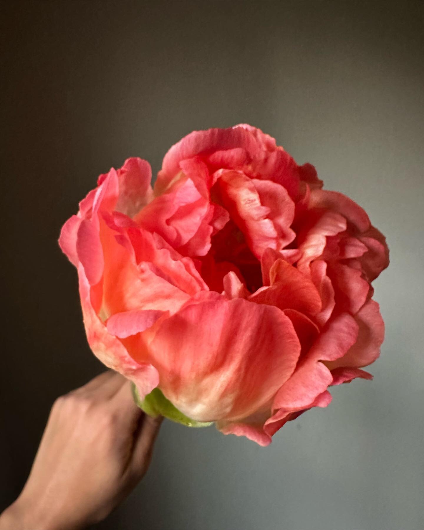 I looooove me a color-changing flower! 🤩

Swipe to see what she looked like from Wednesday to Thursday to Friday, and a reminder to how she started on Tuesday. Wow!! 😍

Pure magic in a vase. ✨