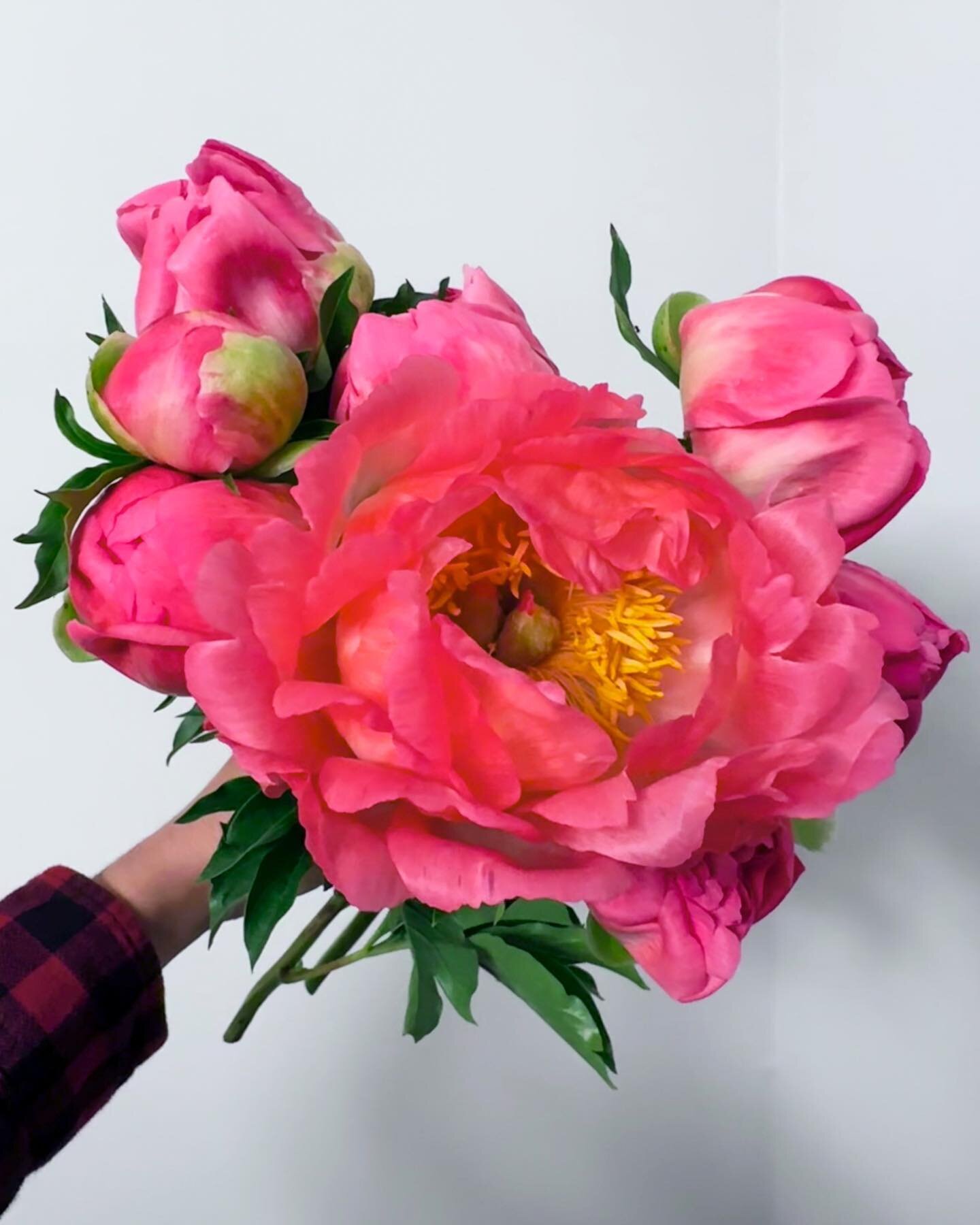 Peony season is hereeeee! 🤩

These beauties are literally GLOWING. Locals - message me if you want to get your hands on some! 🩷

#peonies #peony #localflowers #coralflowers #grownnotflown #loveflemington #americangrownflowers #bouquet #flowers