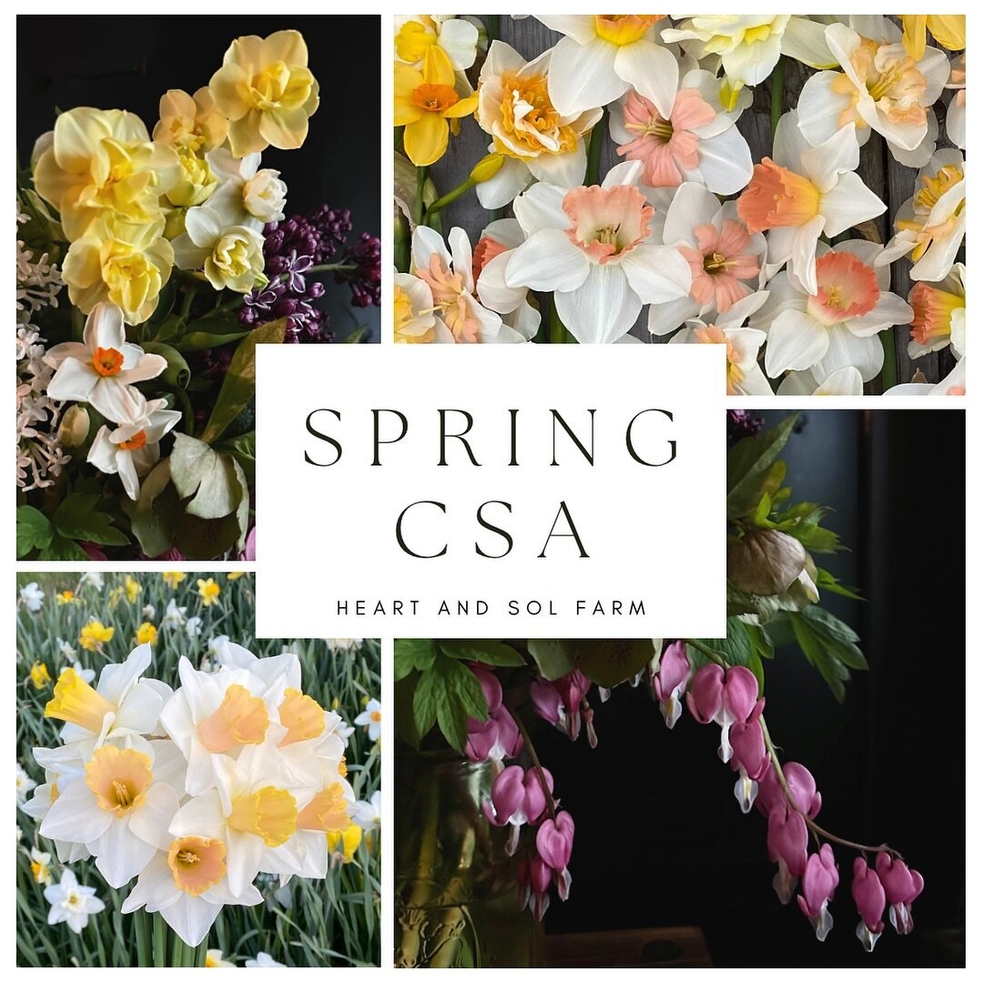 With a blanket of snow covering the farm, it&rsquo;s hard to believe that in just a few short months, we will be in full bloom!

Our Spring CSA is now open, and I cannot wait to bring you bouquets filled with sunshine this April. 🥰

Signups open on 