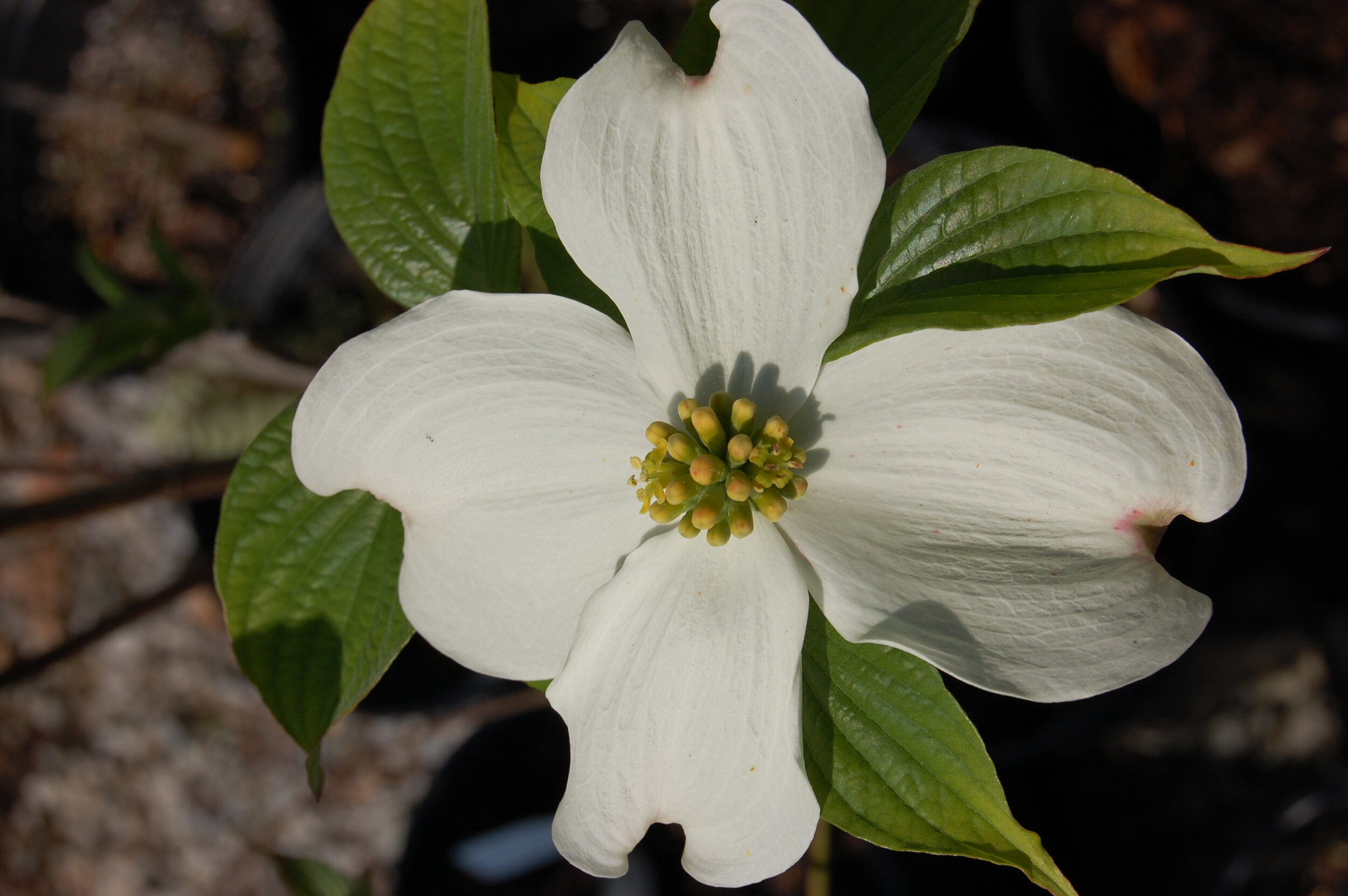 Cornus-florida-Appalachian-Snow-2008-4-2.jpg