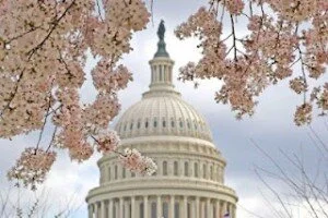 US-Capitol-Dome-Dogwood-Blossoms-300x200.jpg