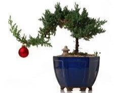 holiday-bonsai.jpg