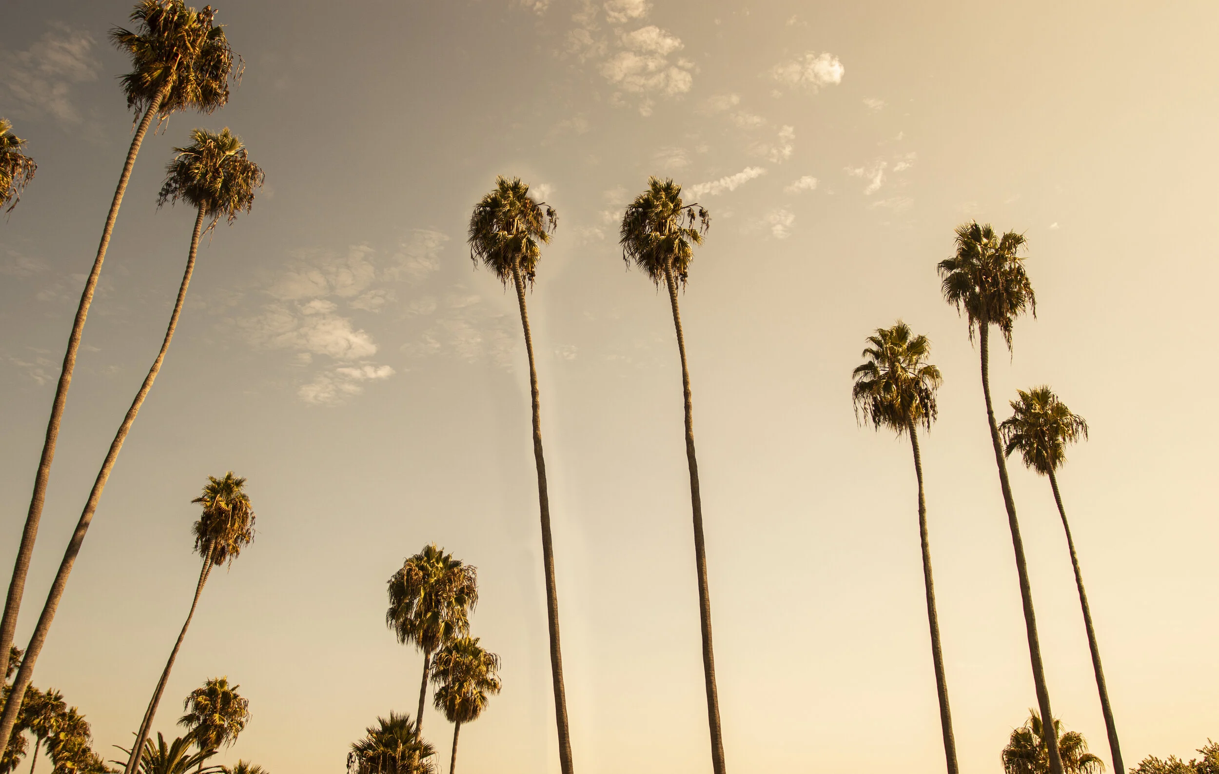 Cali palm trees_ME.jpg