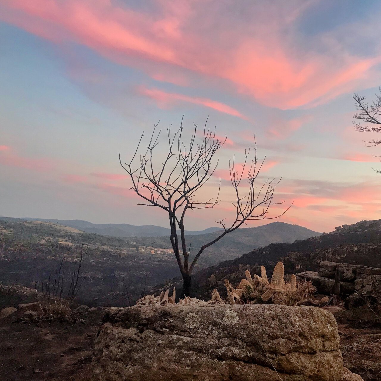 A desert landscape at sunset with a leafless tree, cacti, rocky terrain, and mountains in the distance under a pink and blue sky.