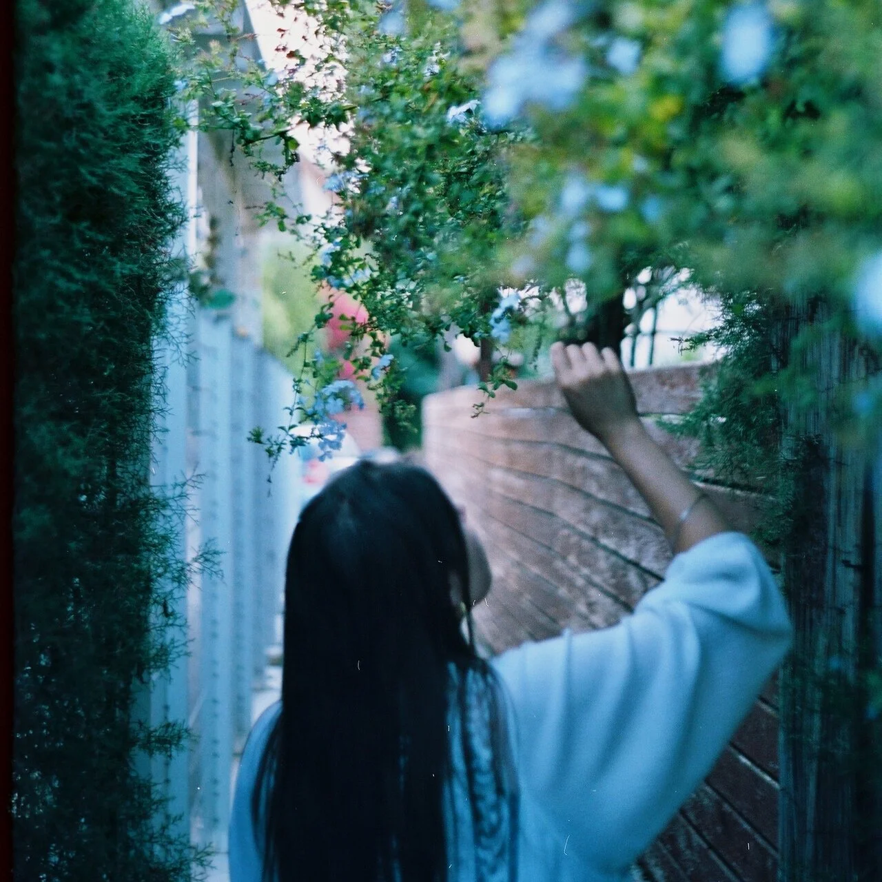 A person with long dark hair, wearing a white shirt and sunglasses, is reaching up to touch the leaves of a bush in a narrow outdoor walkway bordered by a brick wall on one side and a white fence on the other.
