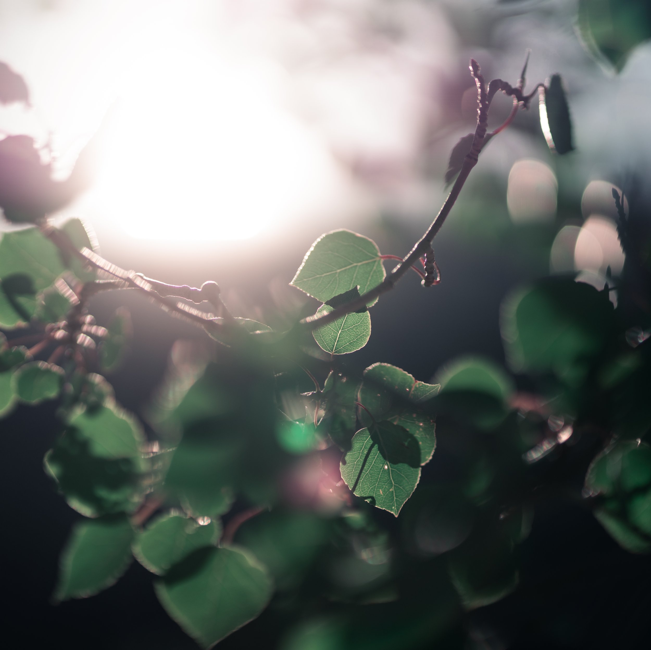 _LMV4838-Edit.jpg