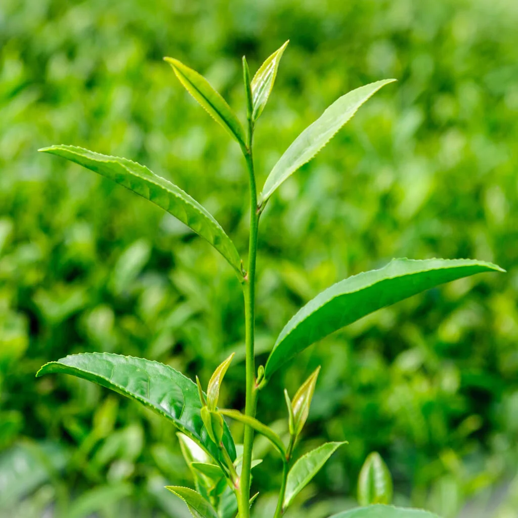 Tea buds, sprout