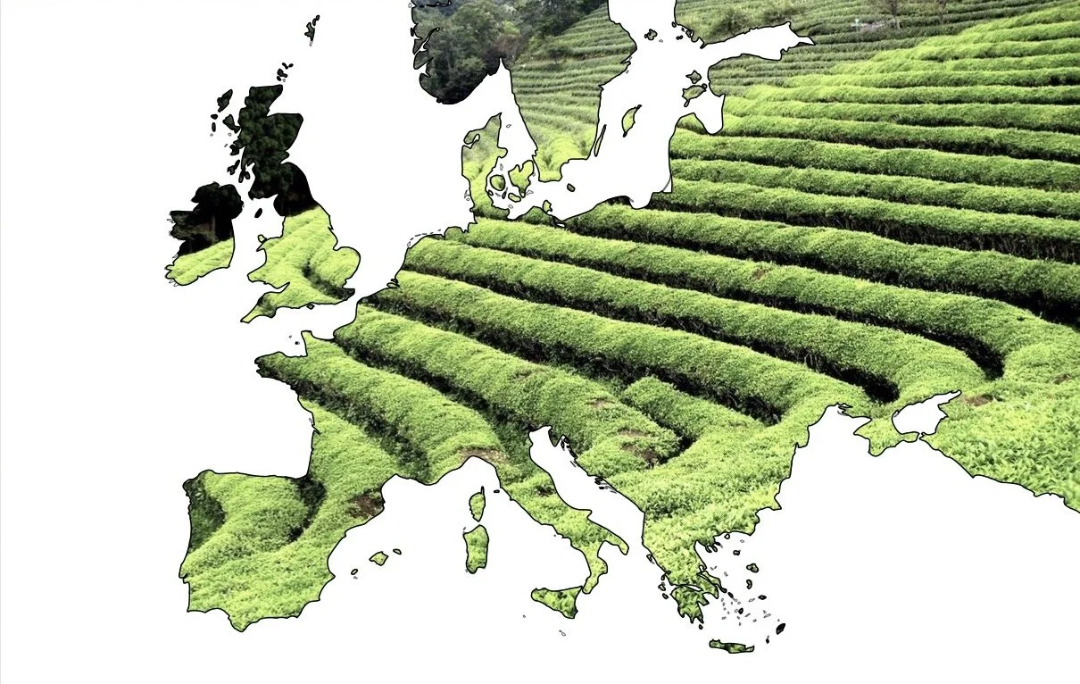 When Did Tea Become Popular In Europe? – SRXQ
