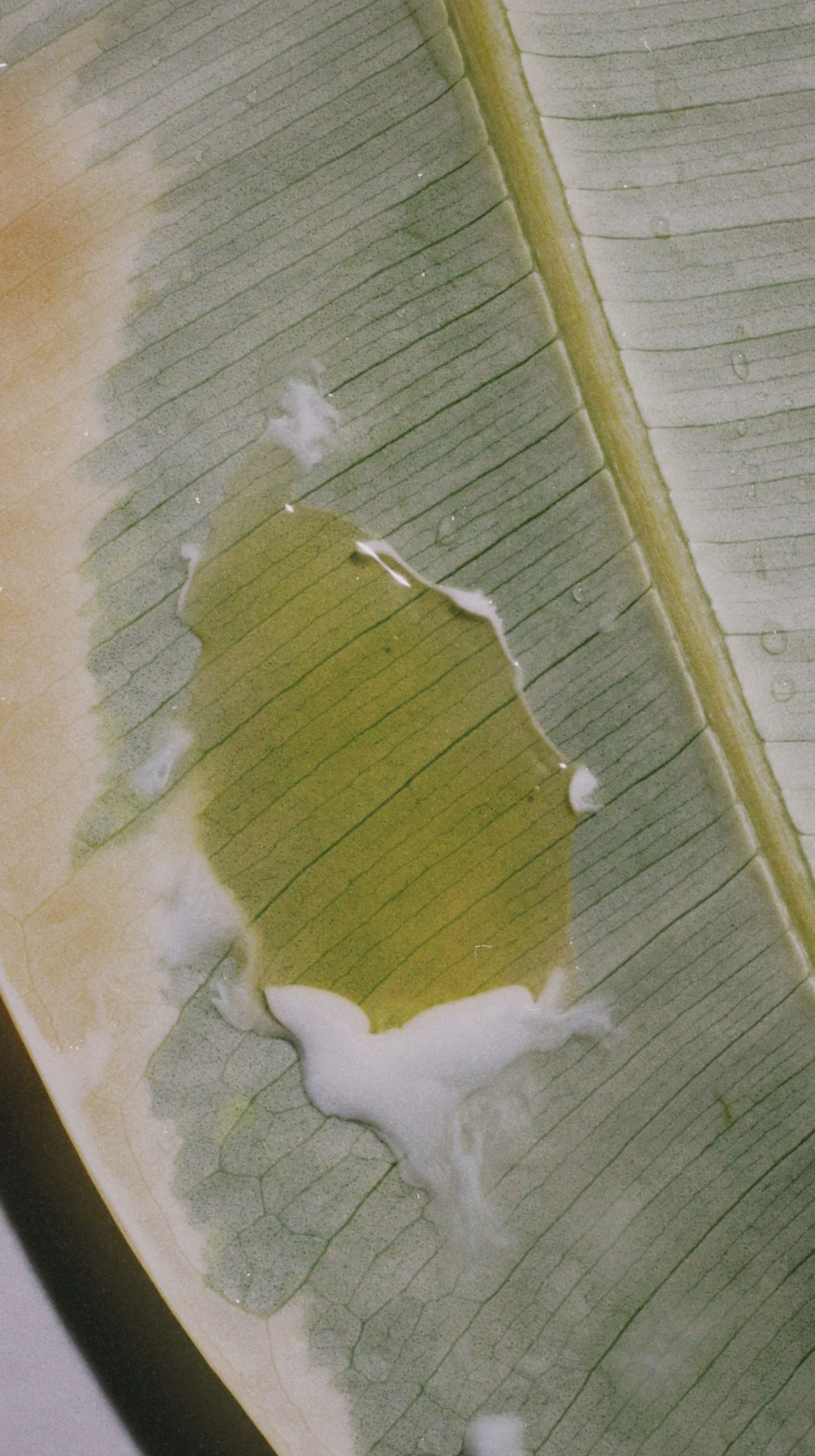 Costa Brazil (Art Direction, Photography)