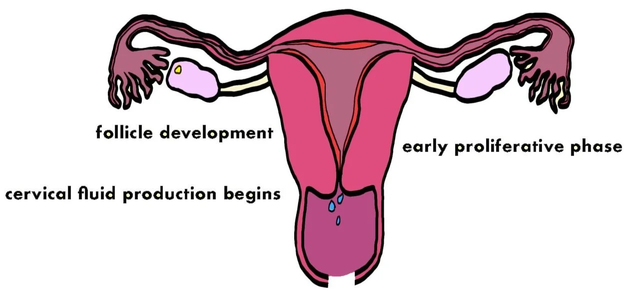The Four Menstrual Phases Explained — Learn Body Literacy