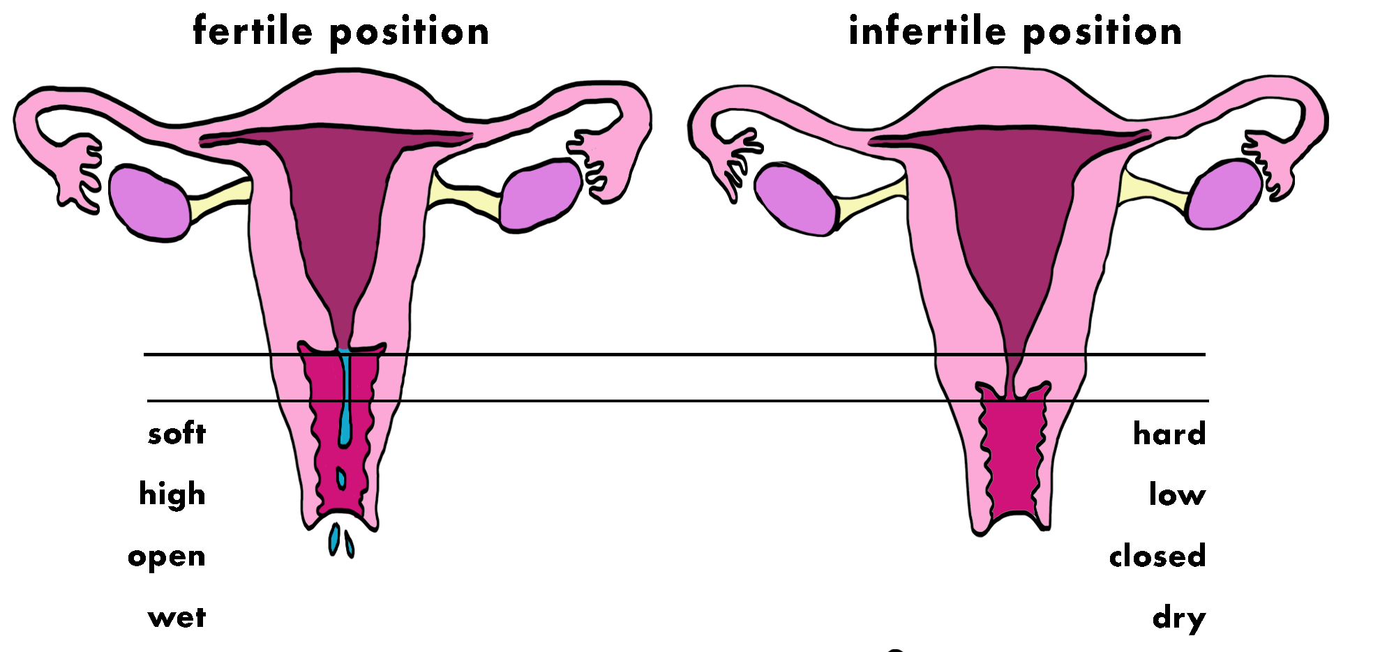 The 3 Fertility Signs Learn Body Literacy And Fertility Awareness 