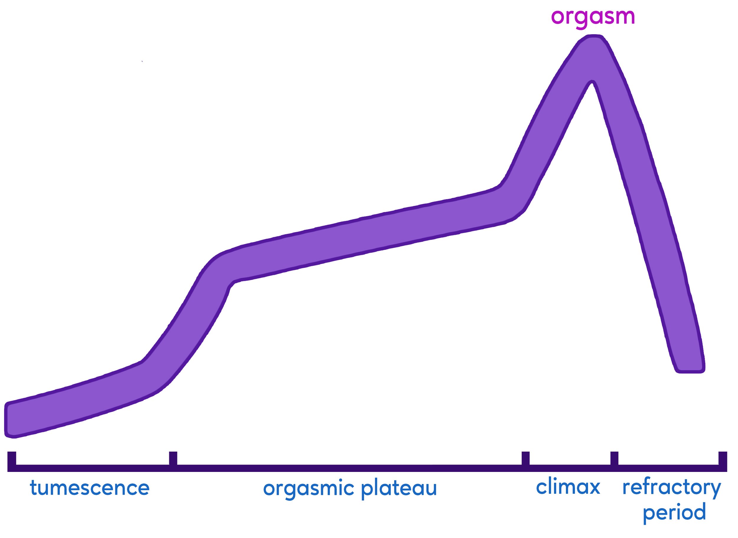 stages of arousal
