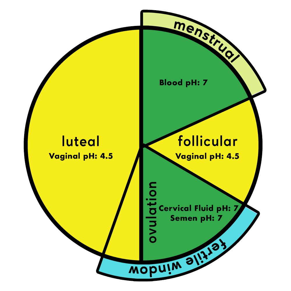 Vaginal Health | Learn Body Literacy and Fertility Awareness — Learn ...