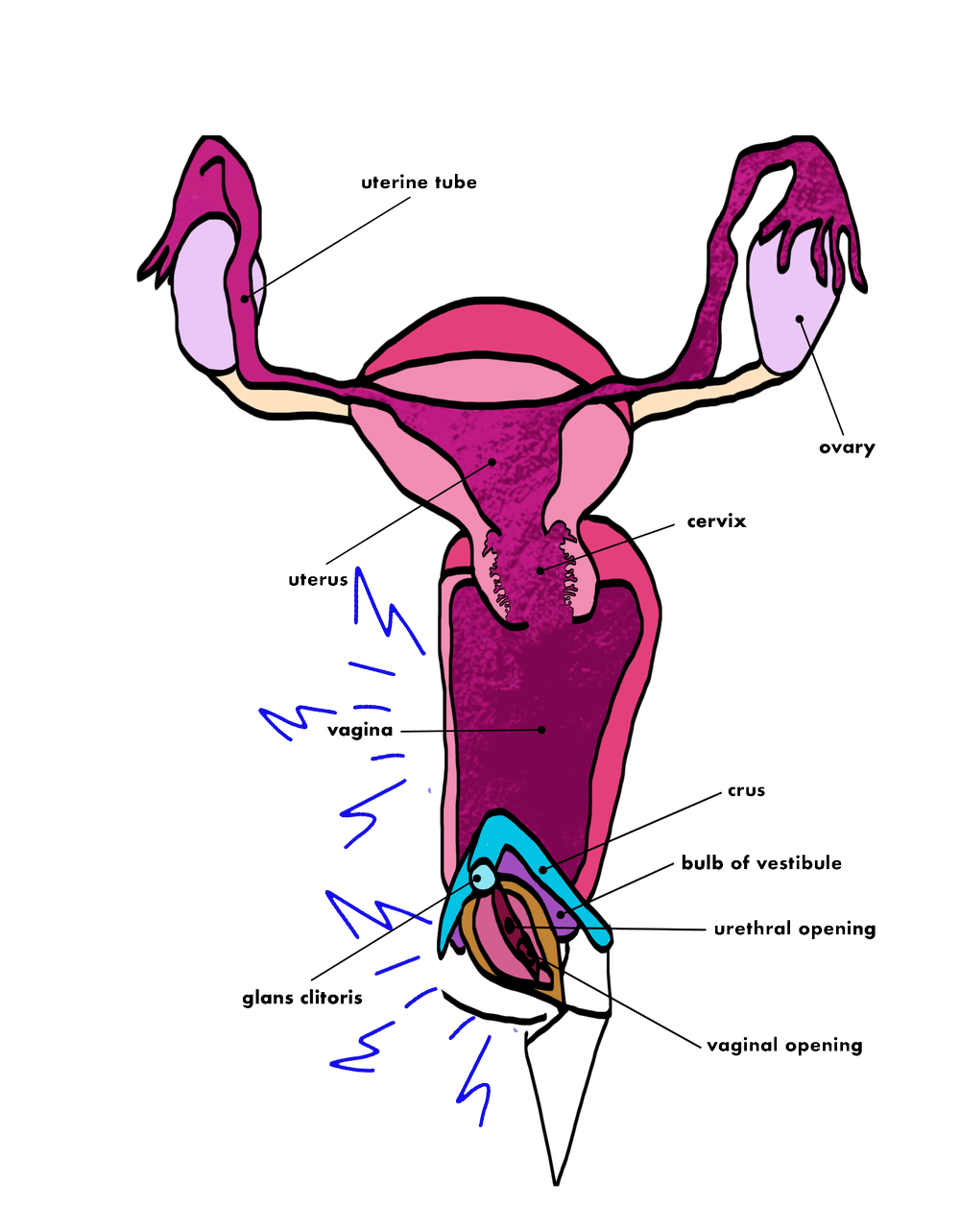 Stages of Arousal Learn Body Literacy and Fertility Awareness —
