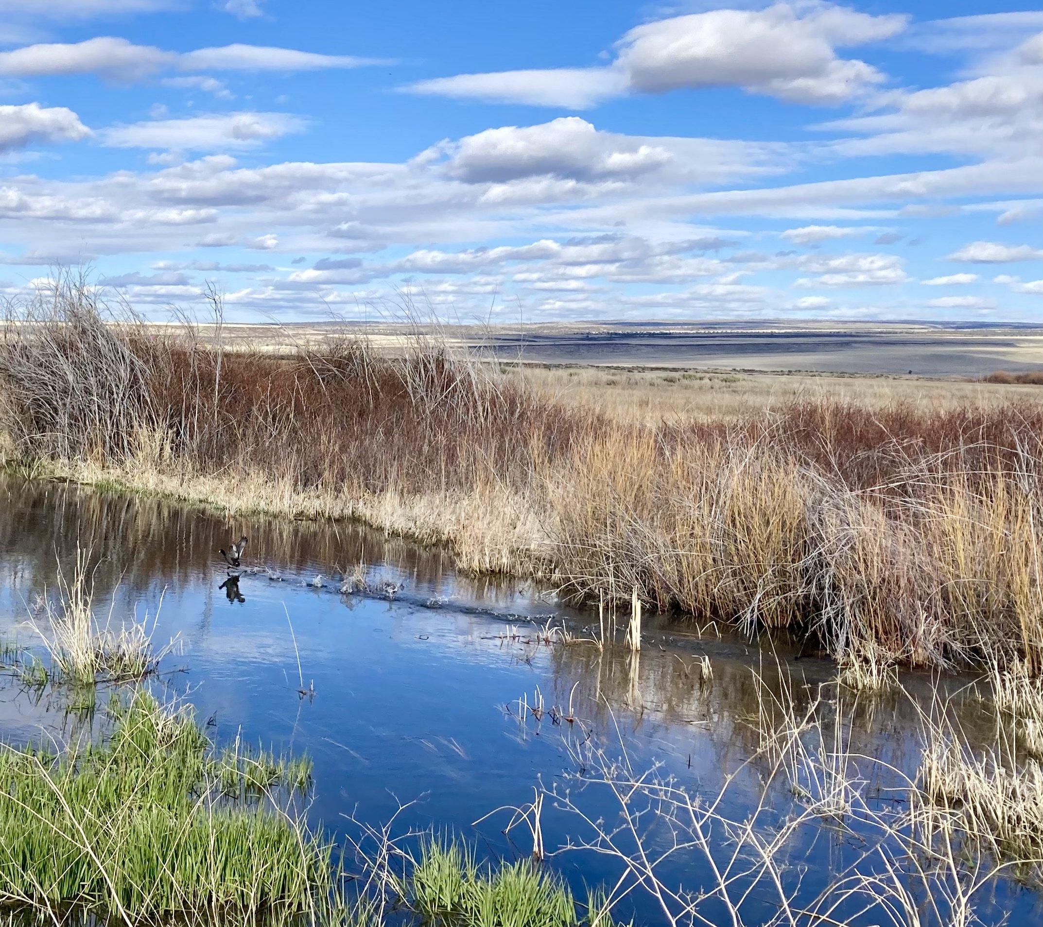 Malheur National Wildlife Refuge hosts more than 340 bird species and 58 mammal species.
