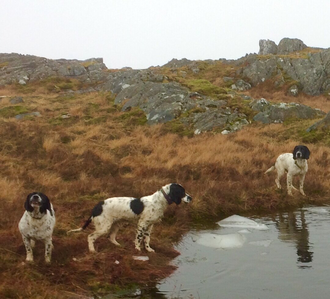 My enthusiastic hill walking partners: Pixie, Galaxy and Trixen.