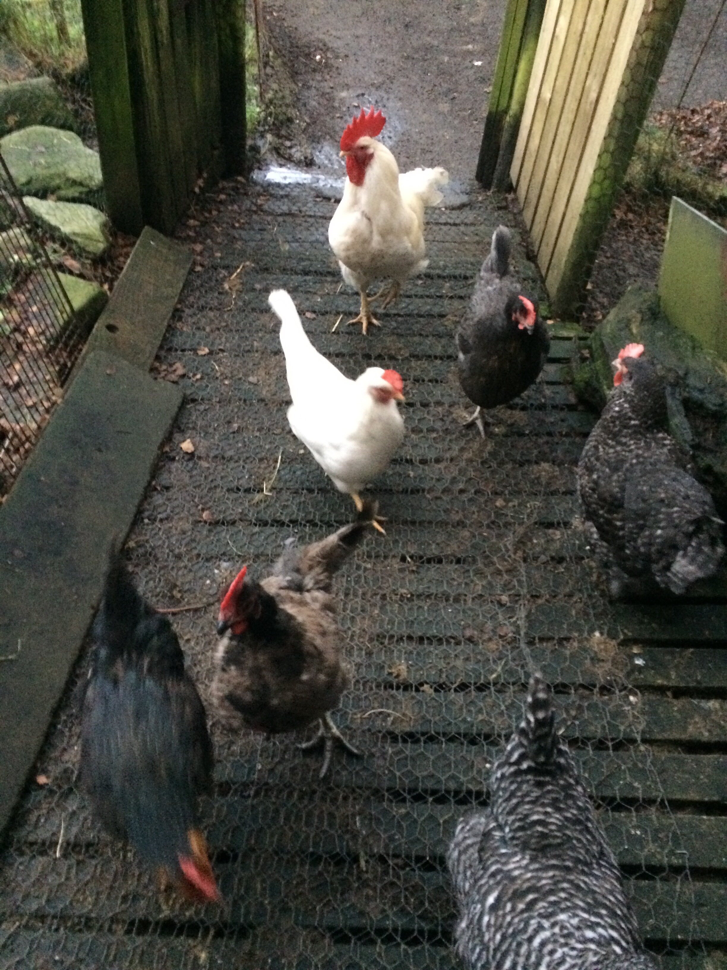 Mo-Dhachaidh is home to 13 chickens, 9 ducks, 3 dogs, and 5 humans.
