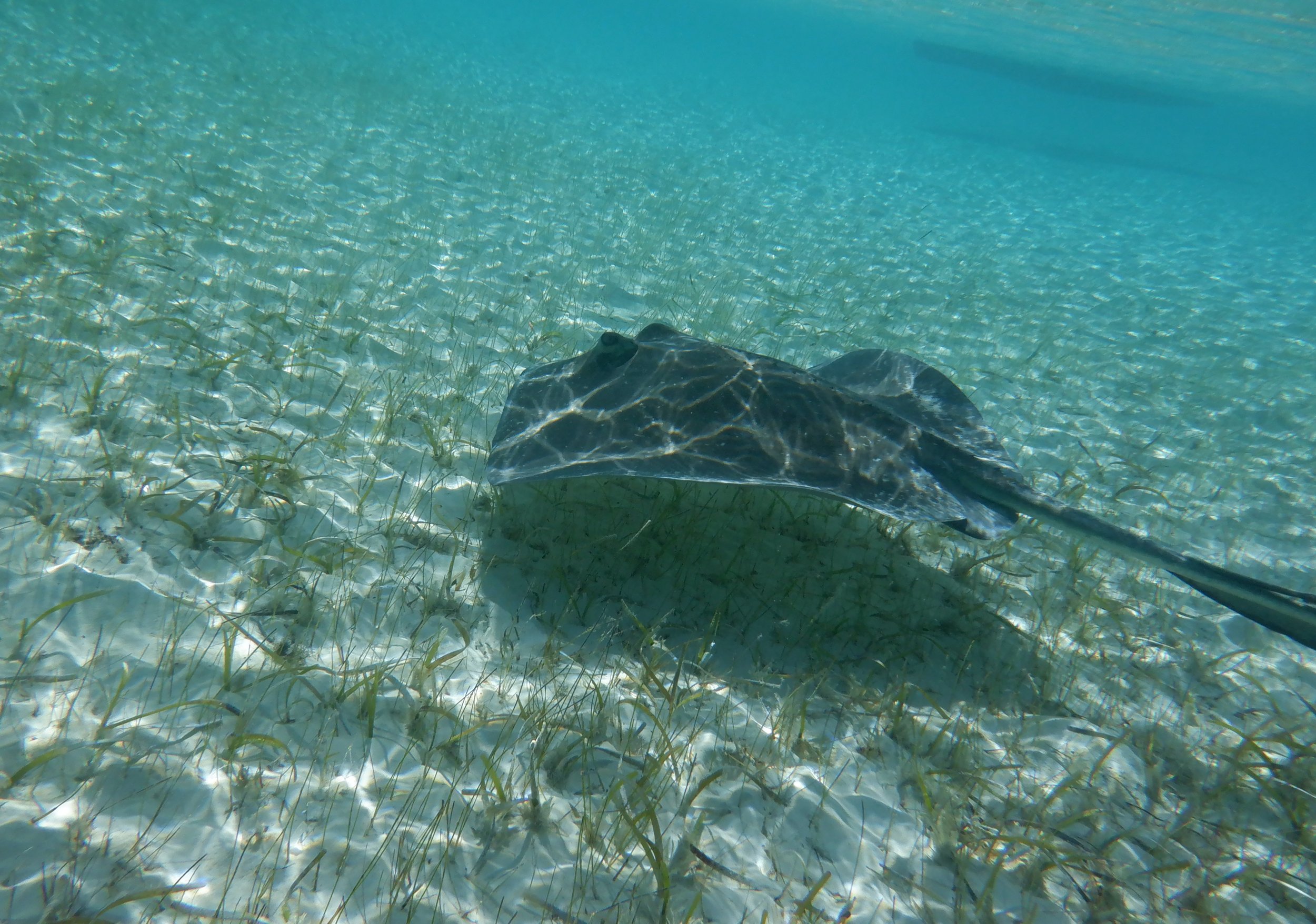 Daily excursions to uninhabited islands allowed for exploring bays by kayak and snorkeling with sea life like this Southern stingray.
