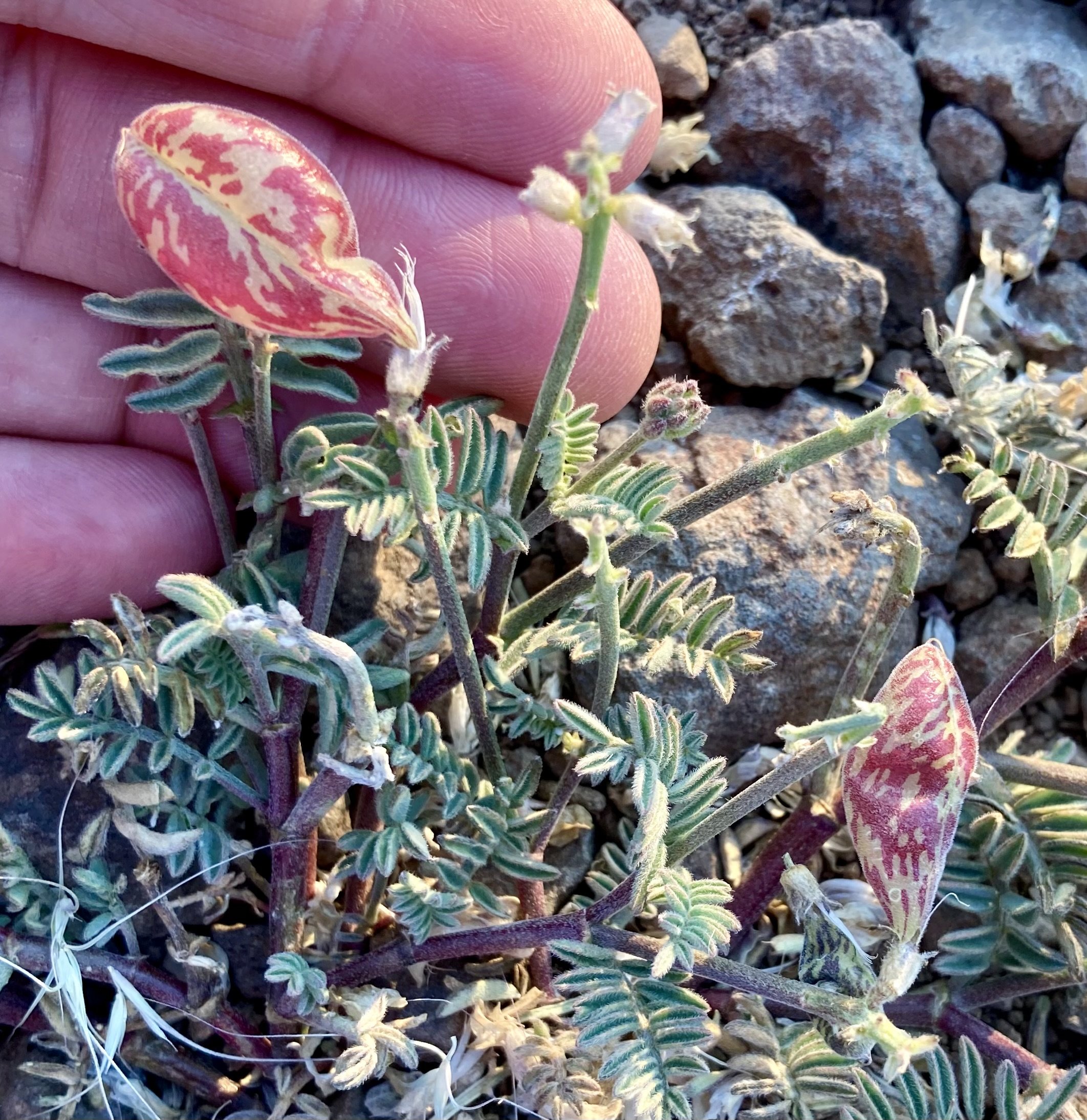 Peak wildflower bloom on Steens Mountain is typically from early July through the end of August.