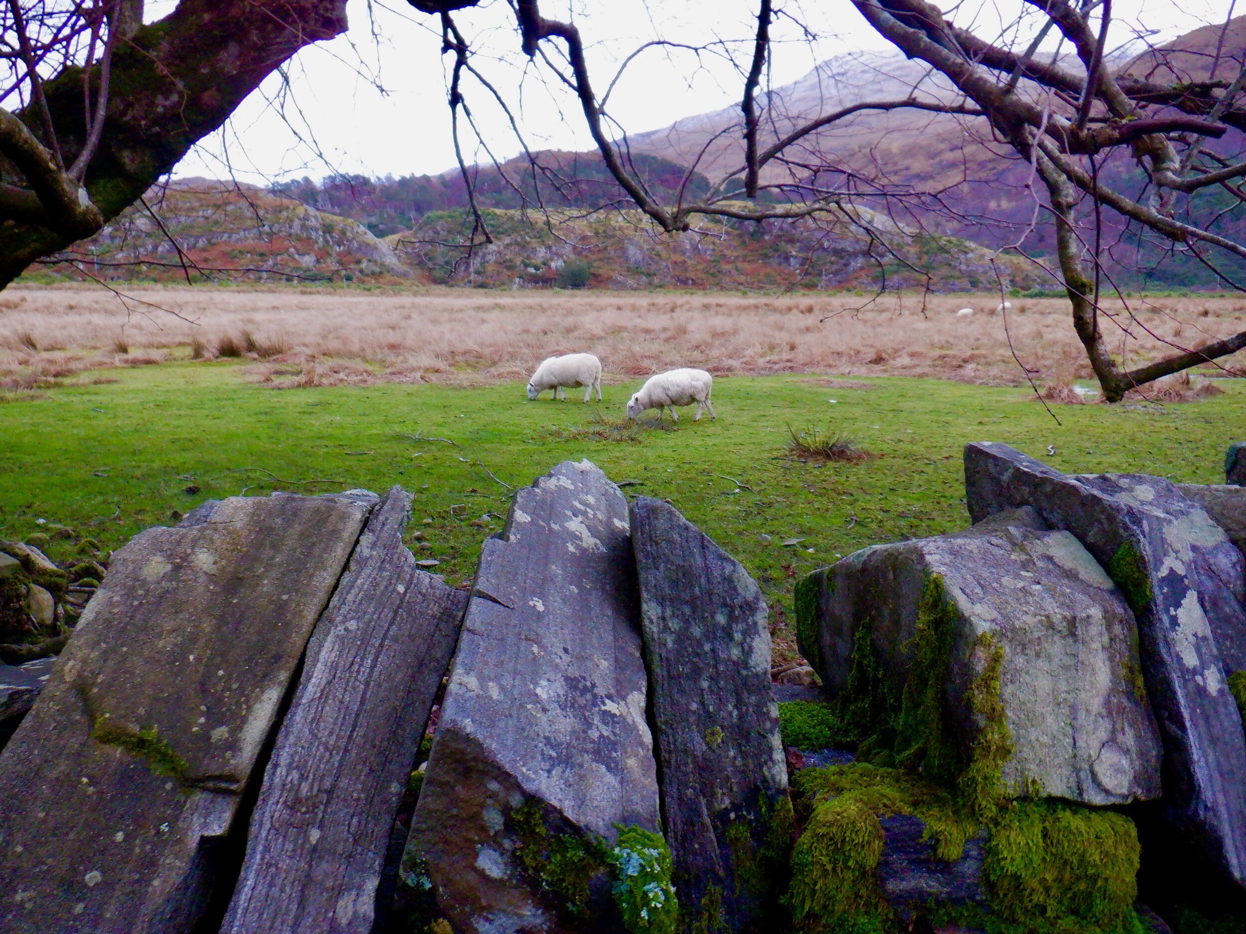 Lochailort sheep protected by an ancient moss covered stone wall. There are so many vibrant shades of green and heather in Scotland.