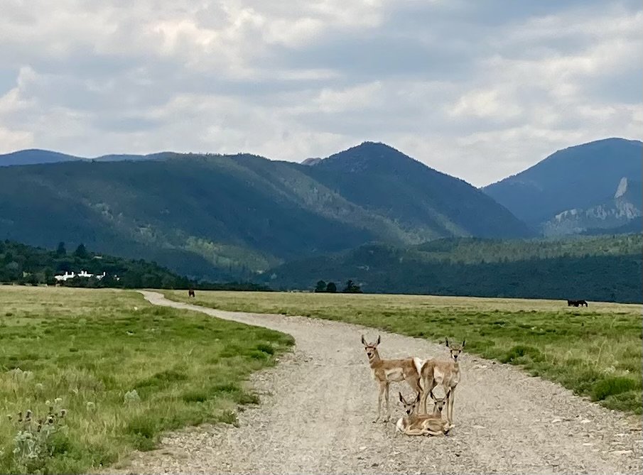 Spring in New Mexico means baby pronghorn on the Casa del Gavilan's one plus mile driveway.