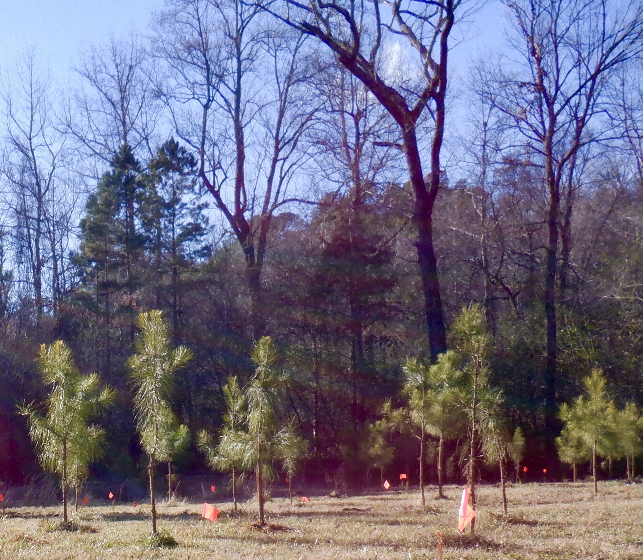 A few of the 500 trees planted by Jones Valley family members at our camp. How cool is that!