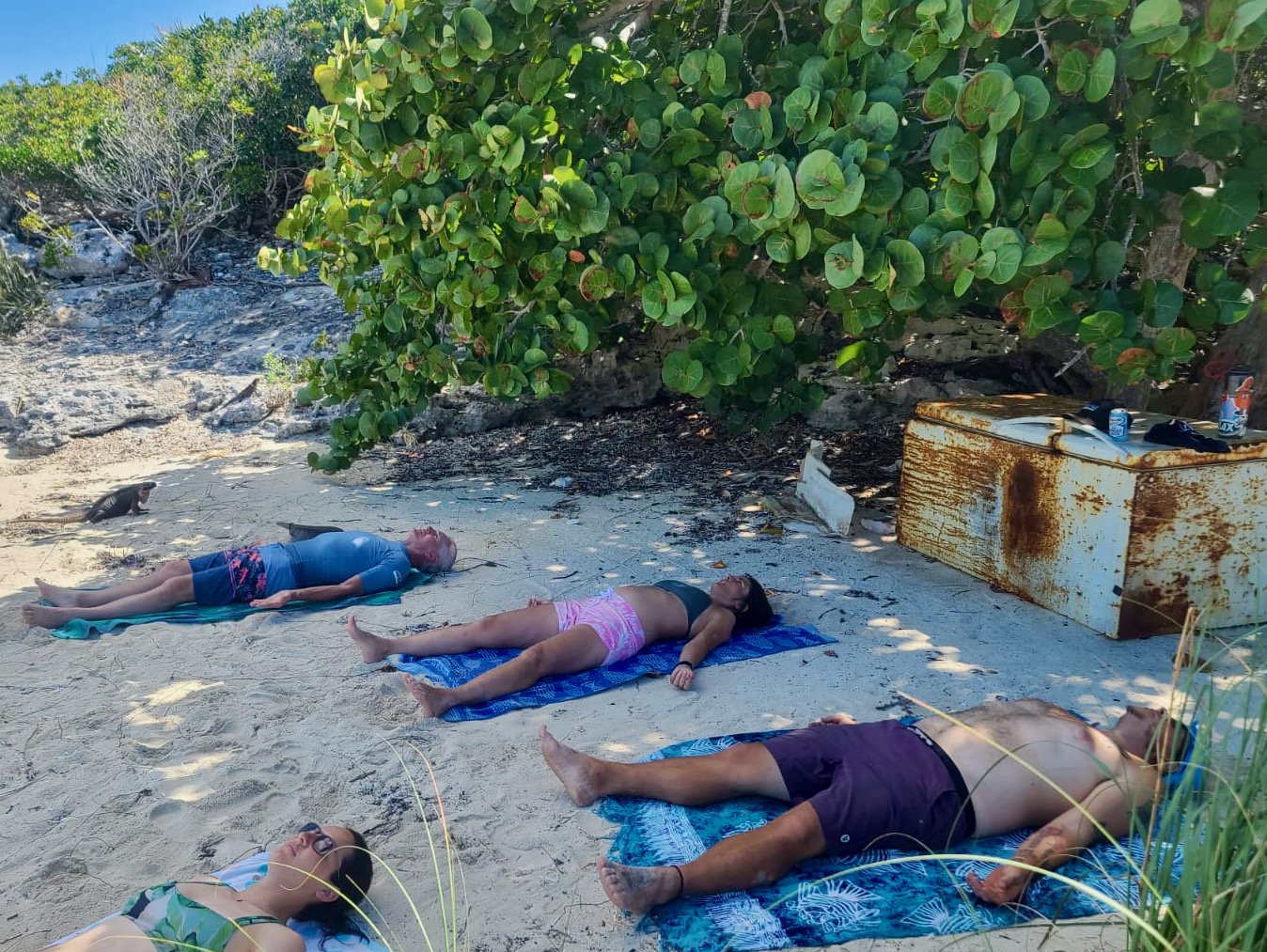 Look closely at our beach yoga session photo and you'll understand why this tiny atoll is known as 'Lizard Island'.