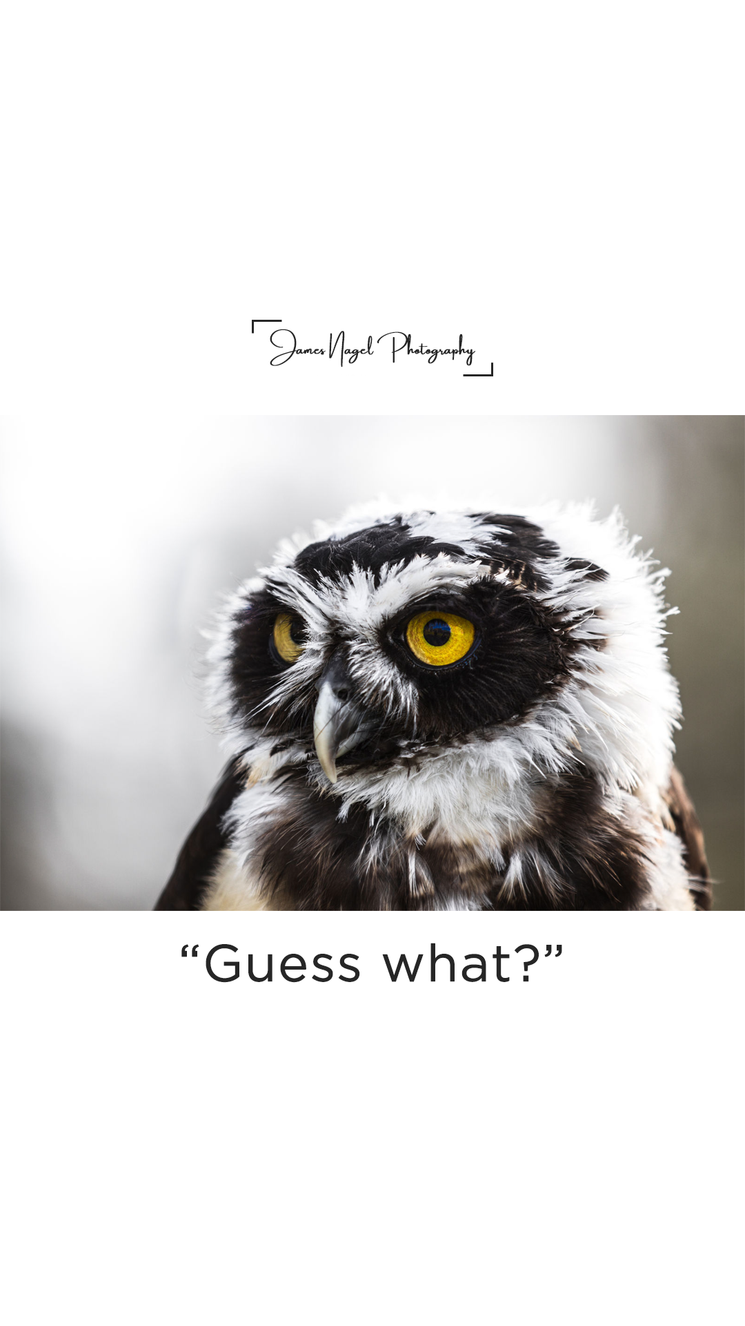 2-guess-what.png