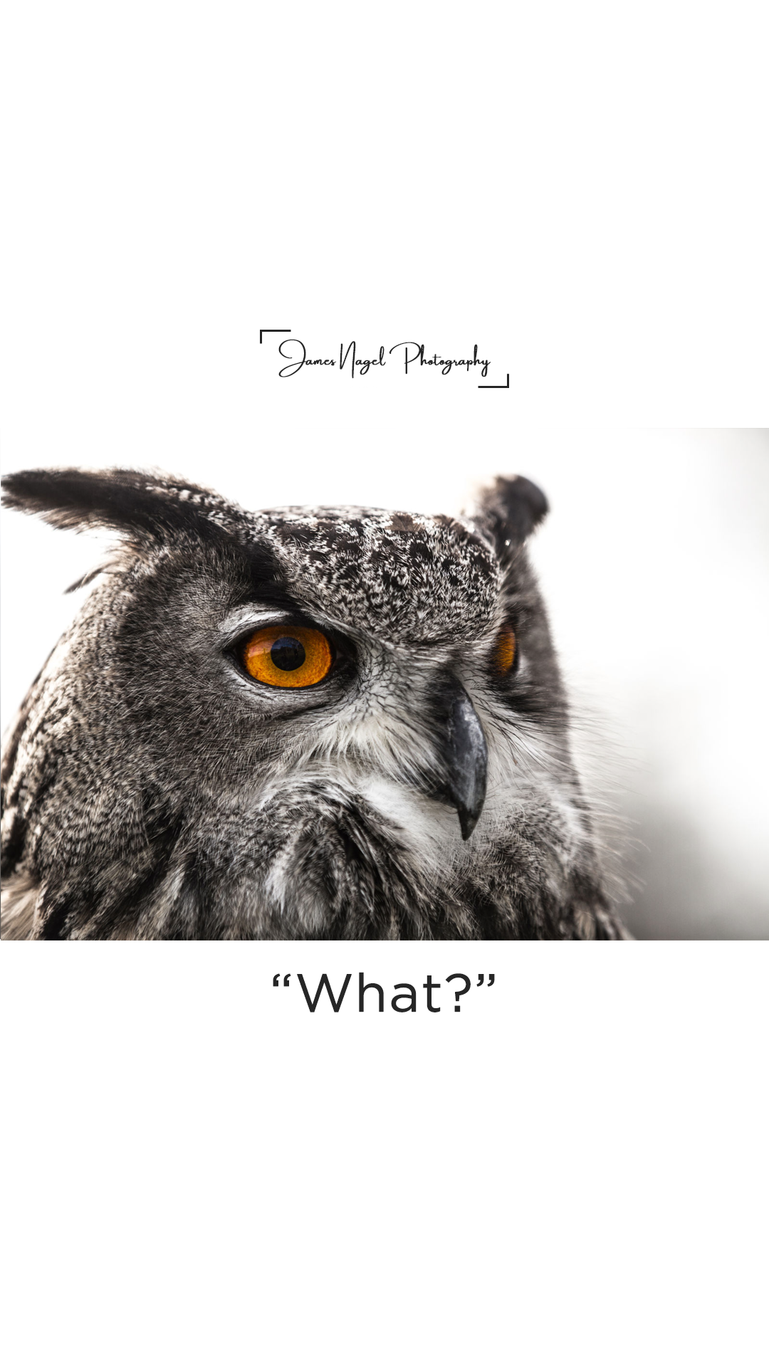 3-what.png