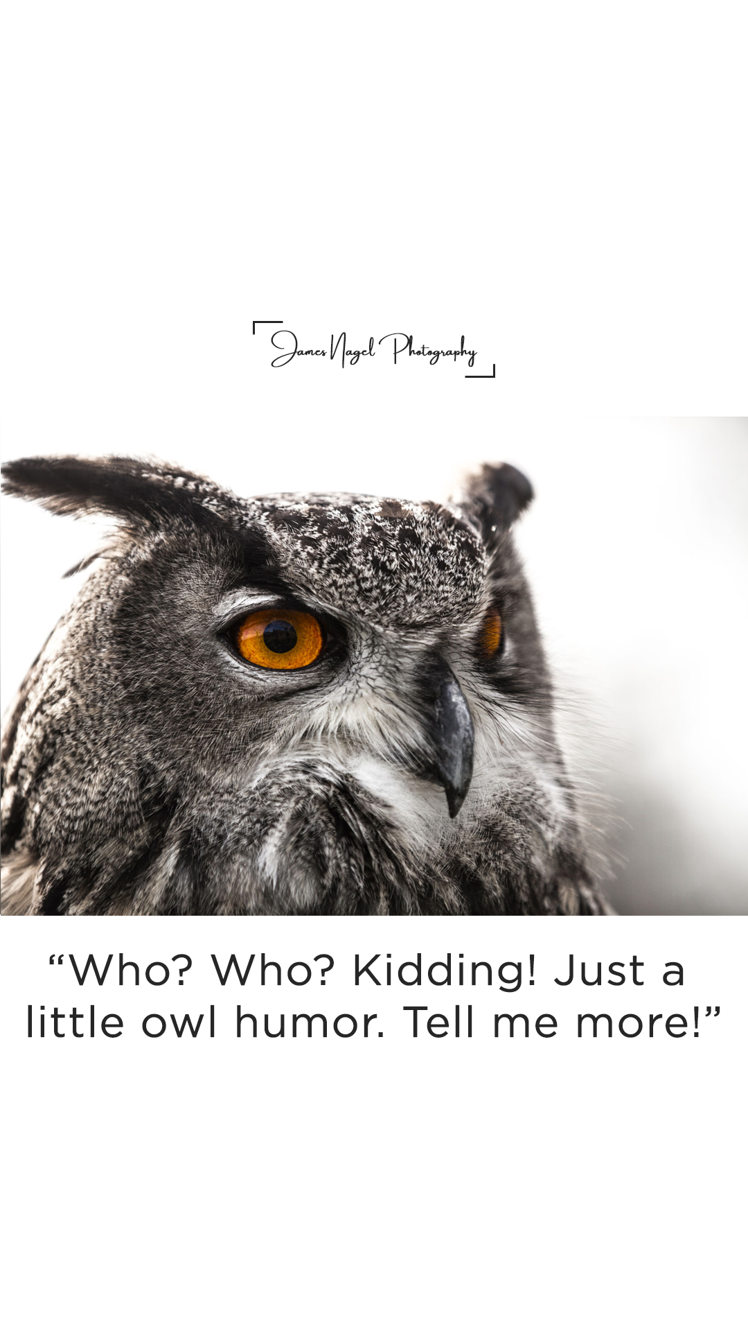 7-owl-humor.png