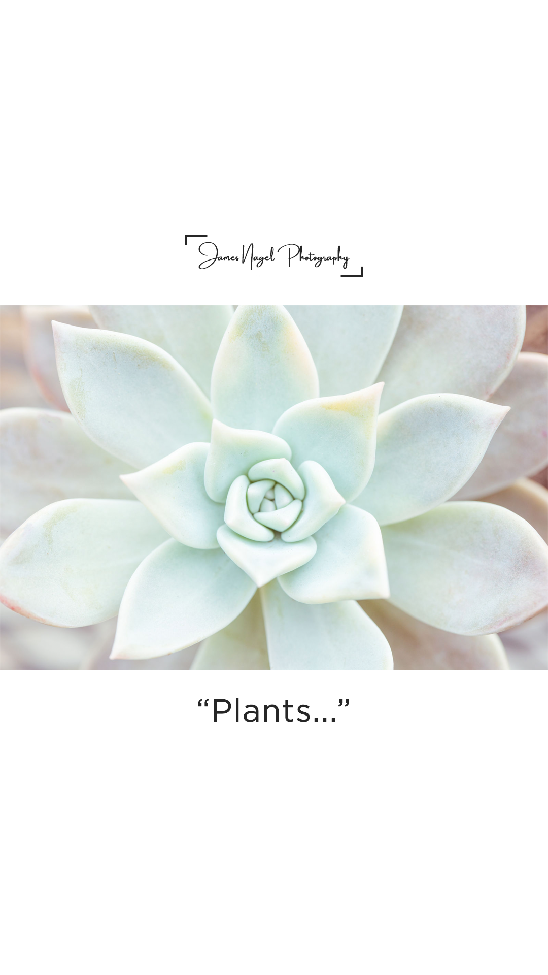 13-plants.png