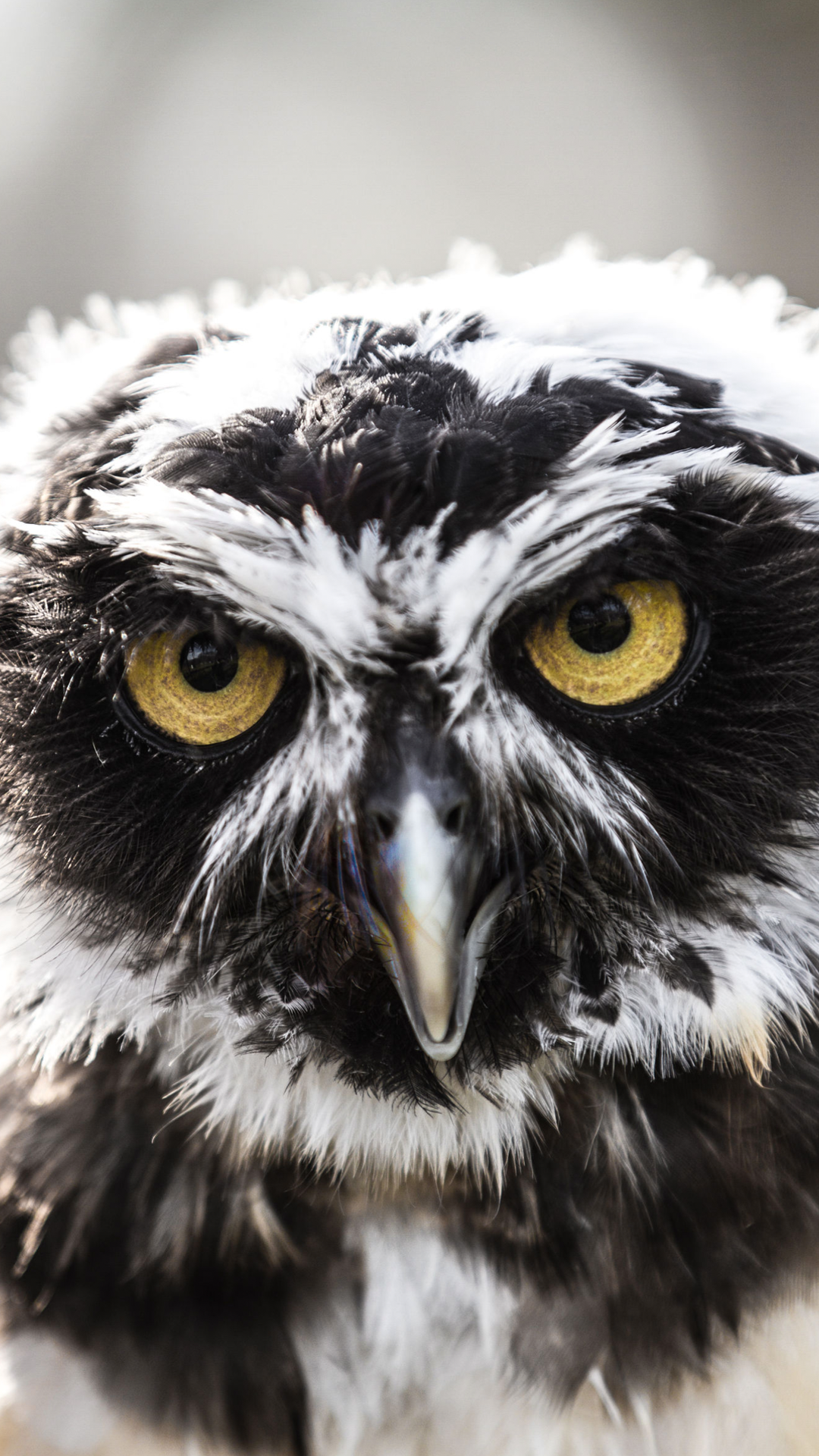 8-mad-owl.png