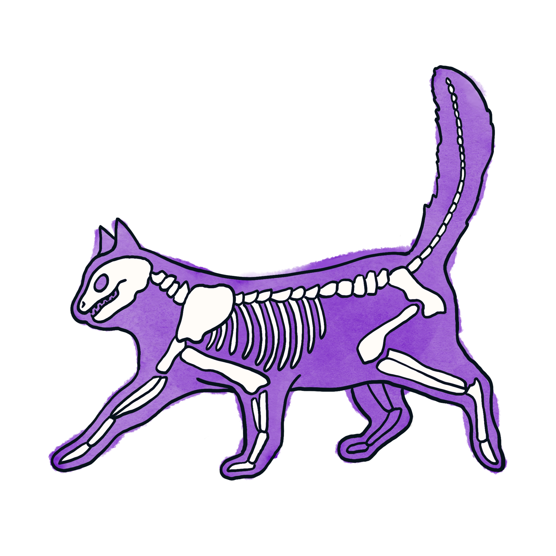 Topic 12: Cats