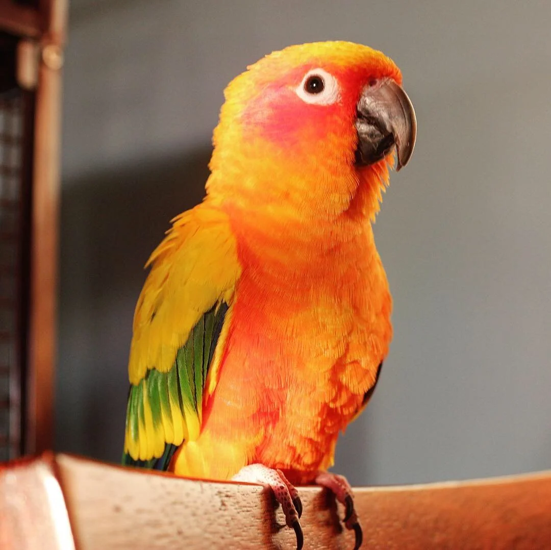 Kirby the sun conure