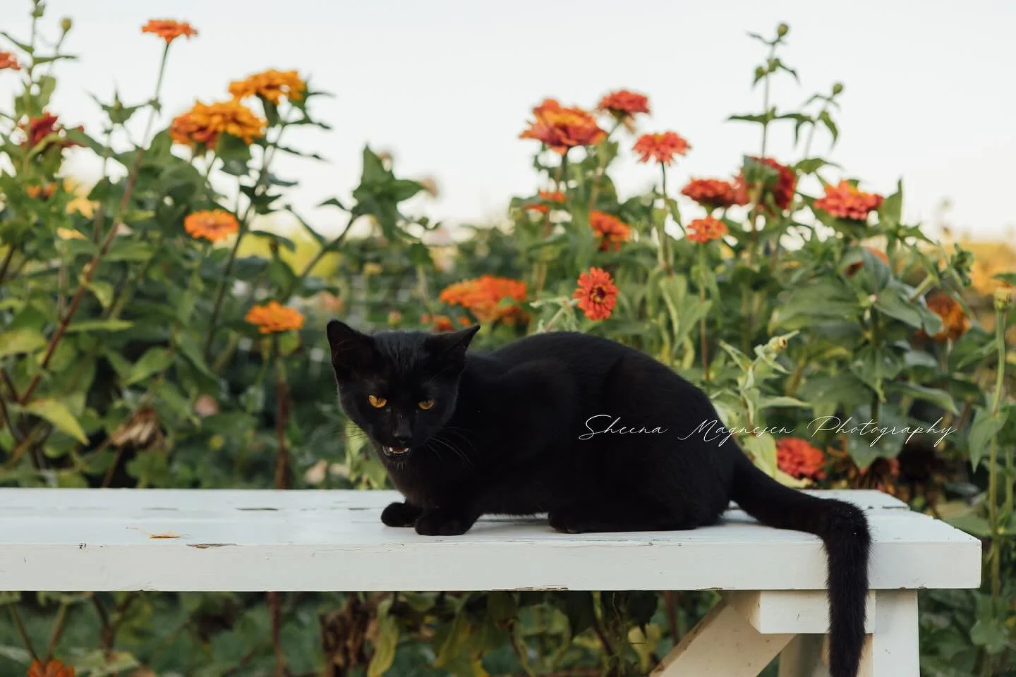 Happy Halloween!! 🎃 Hope everyone has a wonderful weekend enjoying the last of this beautiful fall weather!