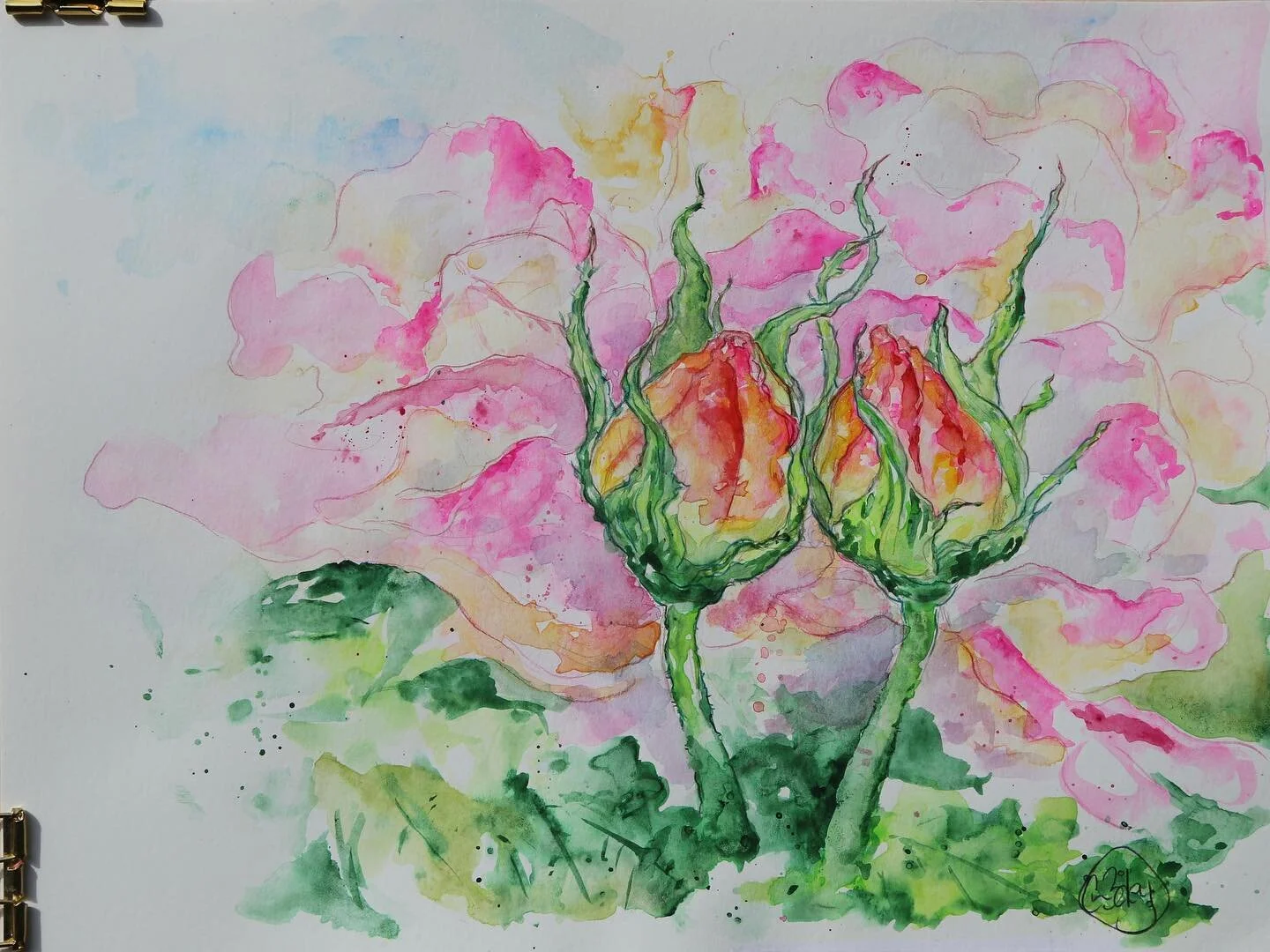 Rose, My Forever Love - on hot press. I held off getting Daniel Smith Opera Pink for a long time because of Lightfastness concerns but it&rsquo;s such an amazing colour, we have such vibrant colours in nature they need to be shared. #danielsmithwater