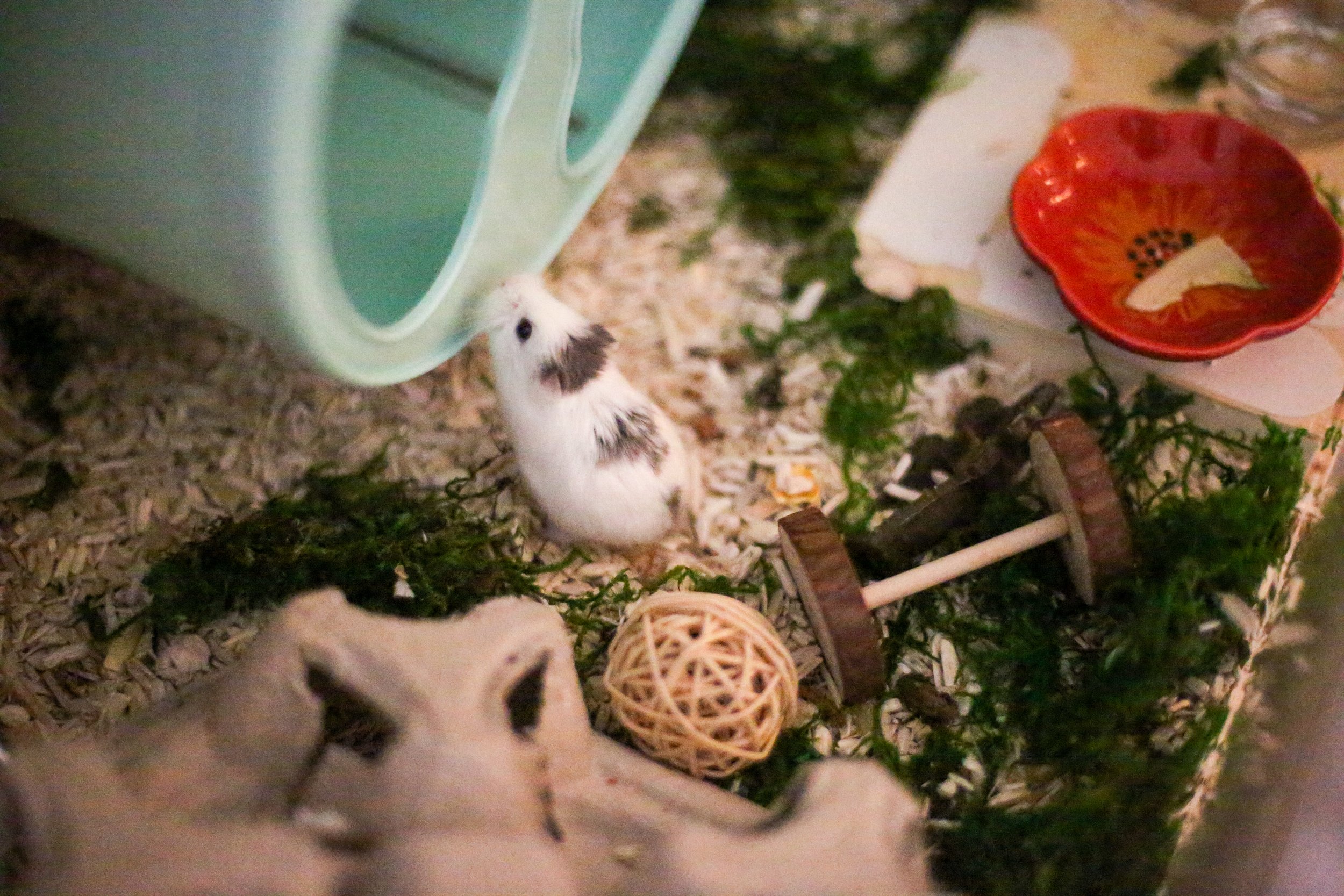 Hides — Rachel Got Hamsters