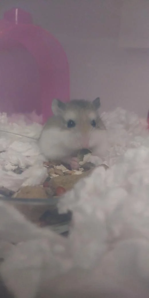 Sweet little Sofia, as captured by the 🐹 hamster rescue ❤️ where I got her on Sept 14, 2020