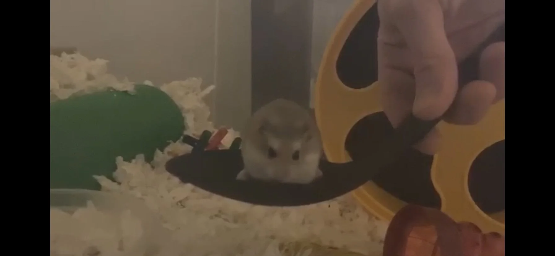 We quickly discovered that Sofia enjoys spoon rides after she eagerly would climb in when we fed her.