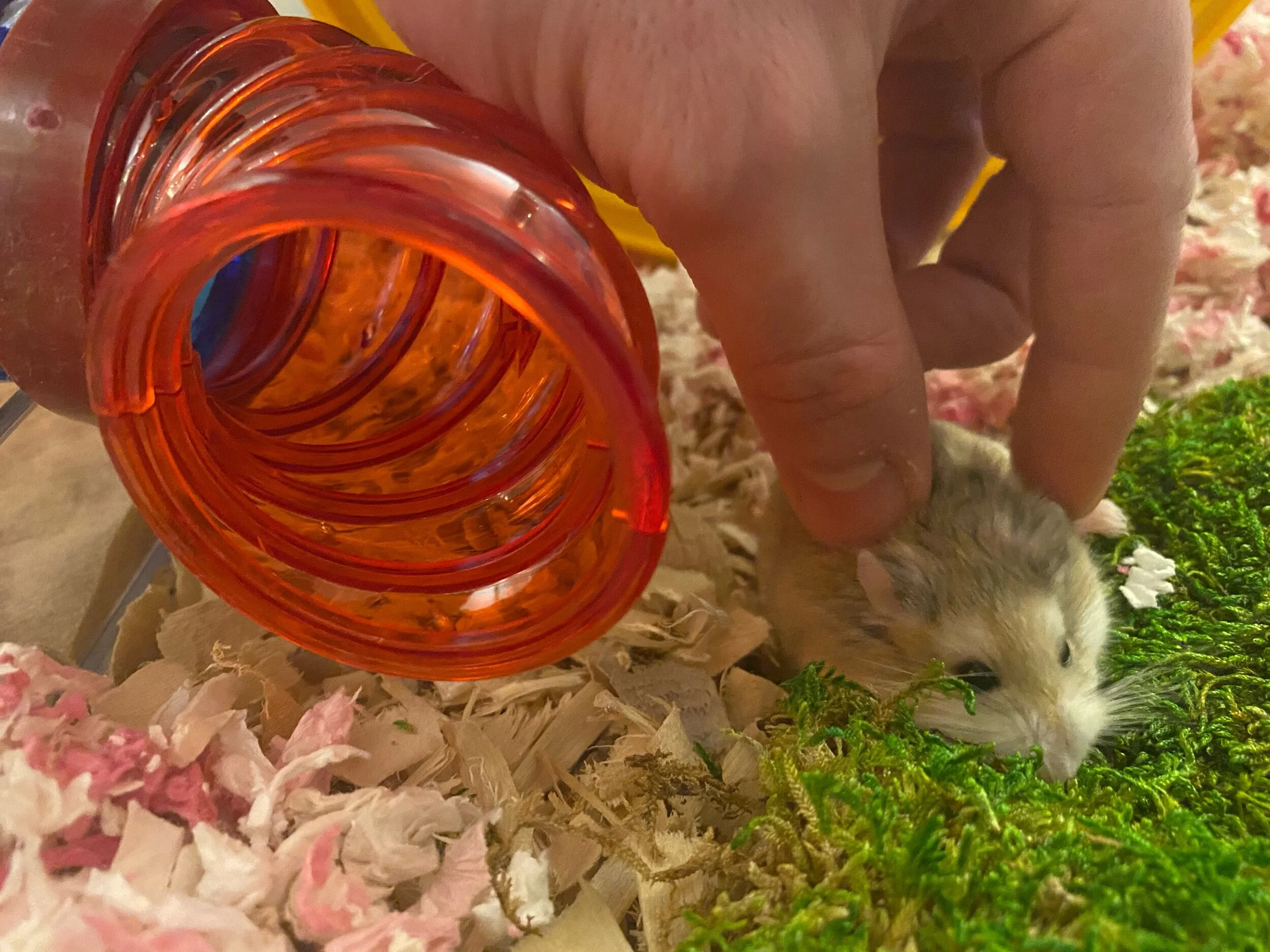 We can’t quite get her in our hands yet (a few brief encounters only so far) but she’s okay with a gentle pet while she’s eating